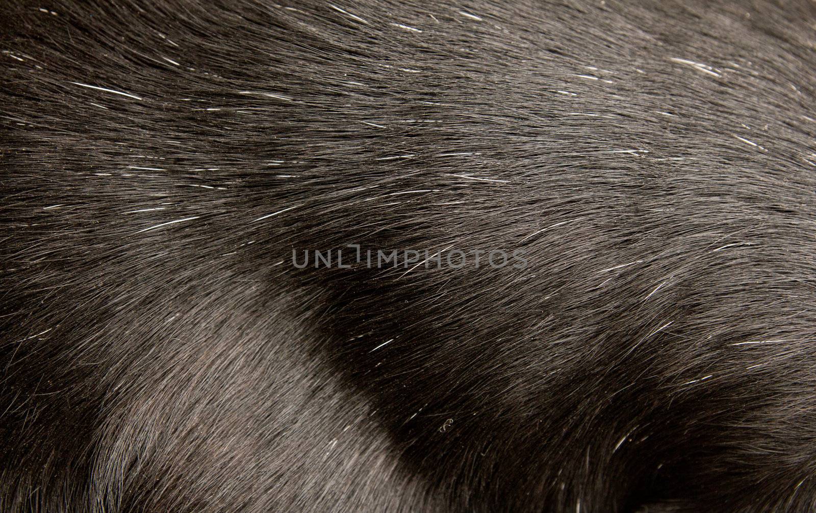 black dog fur as background