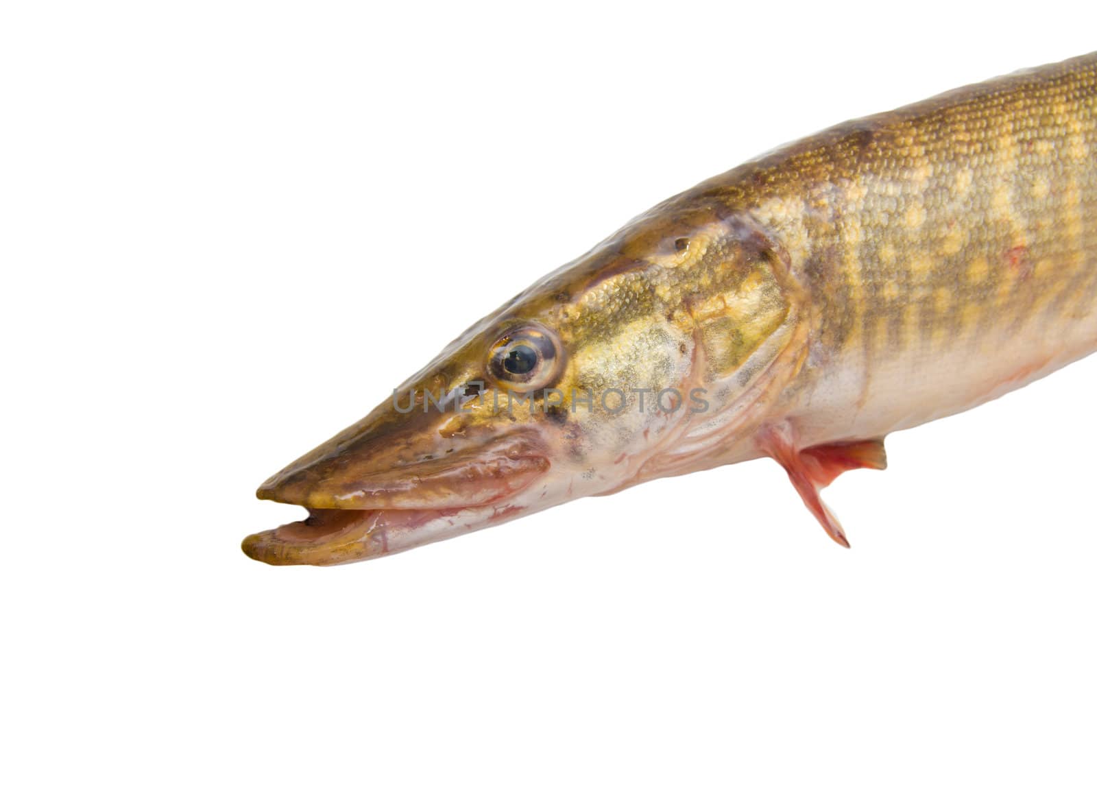 pike on a white background