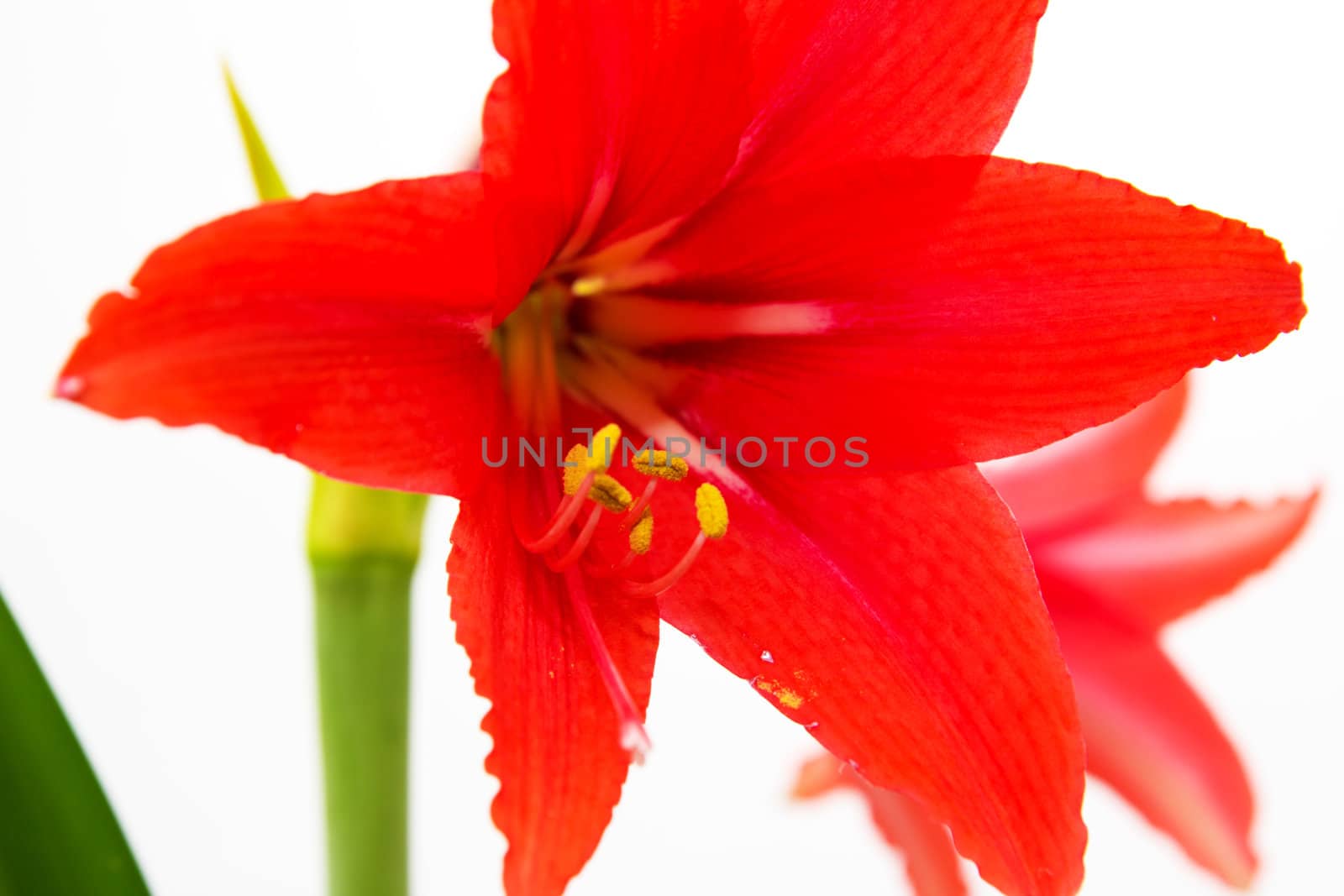 red flower on a white background