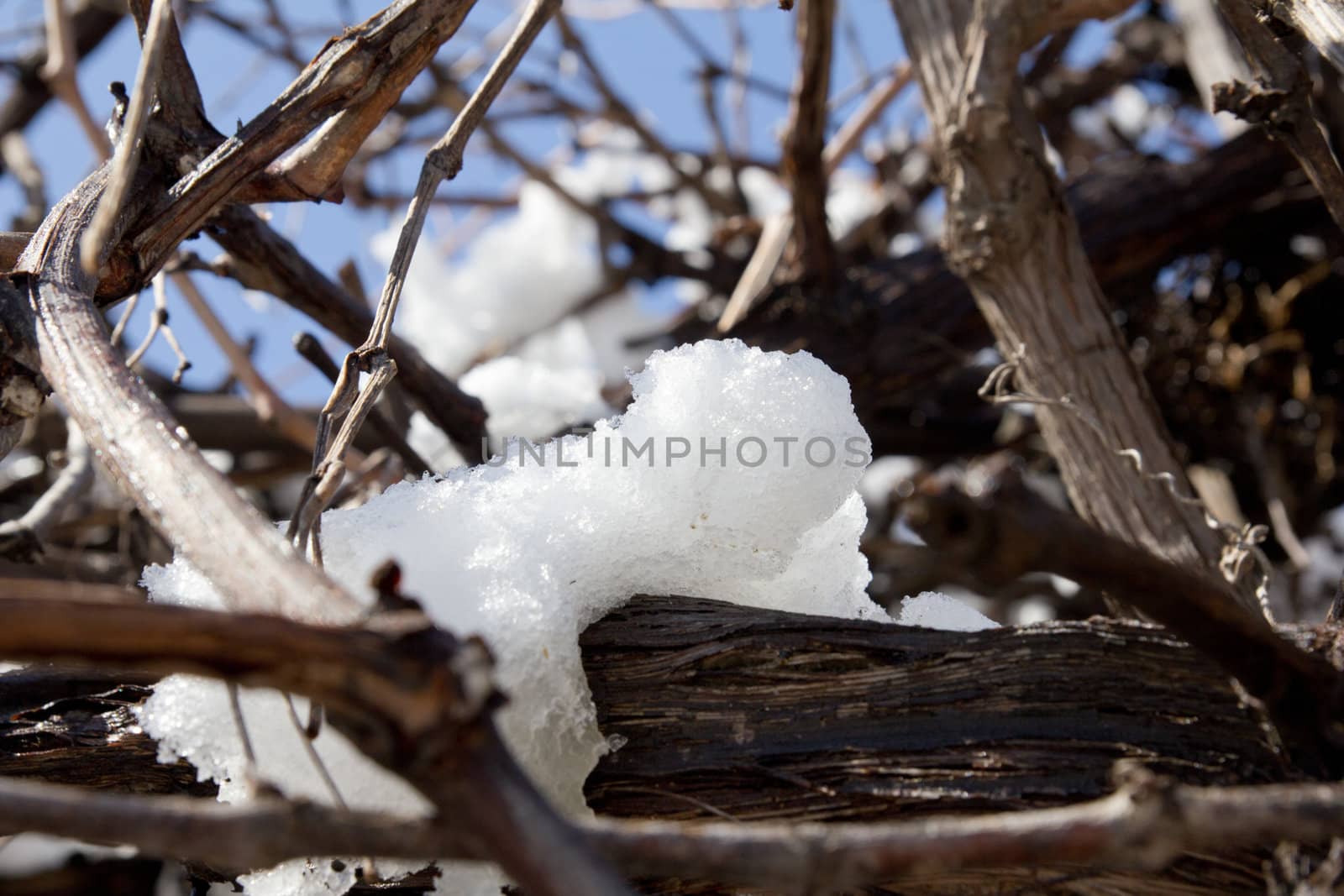 tree in the snow by schankz