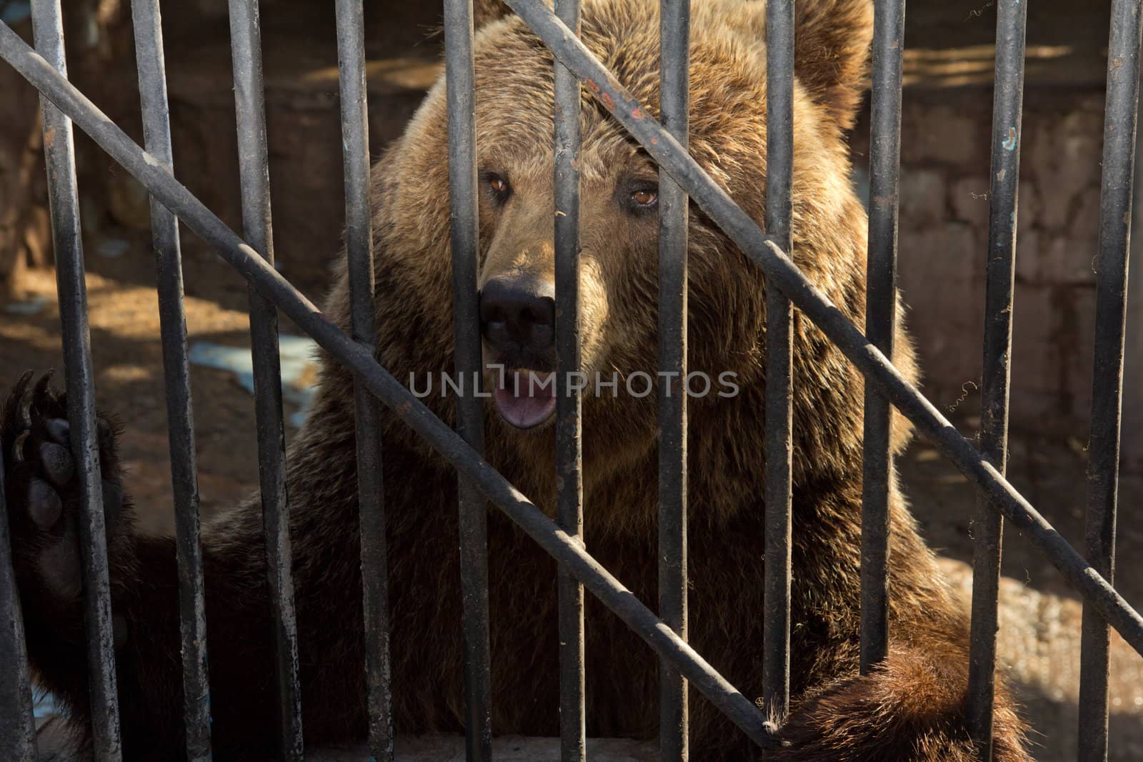 Bear behind bars in a zoo