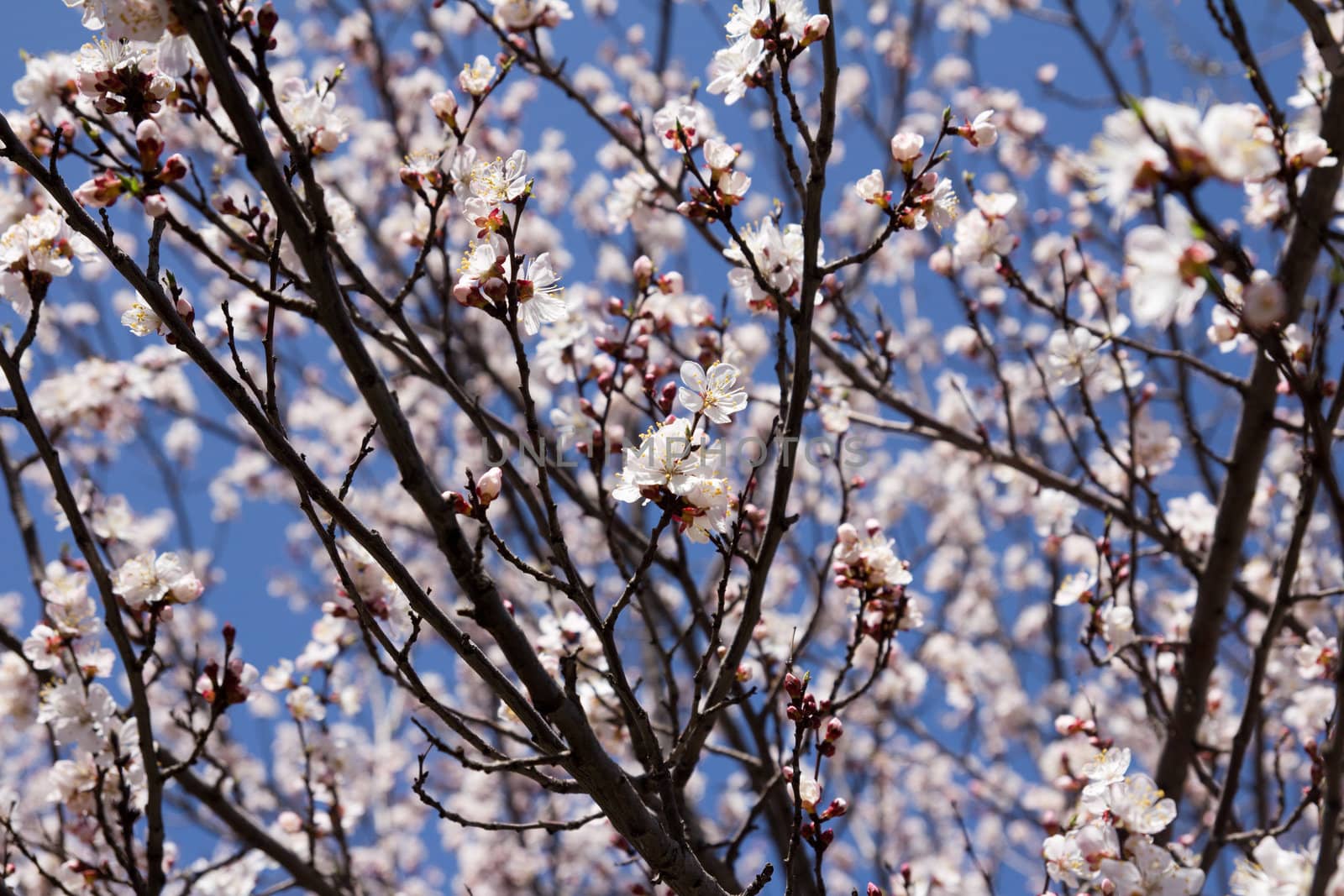 Beautiful flowers on a fruit-tree