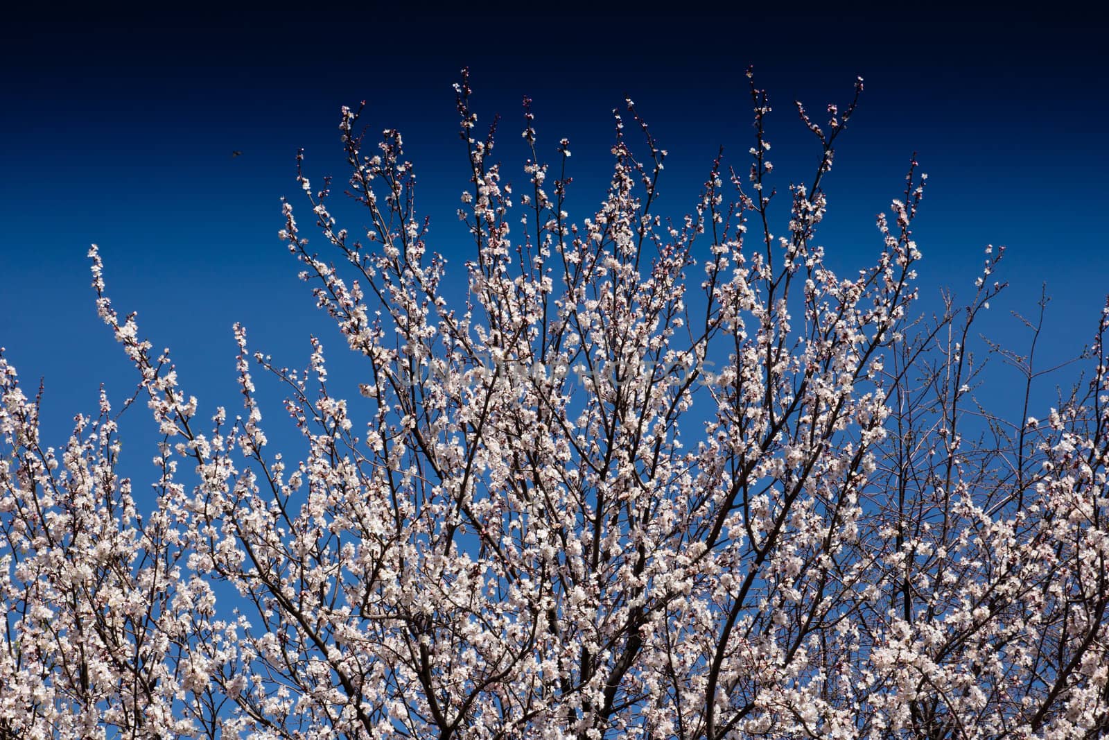 Beautiful flowers on a fruit-tree by schankz