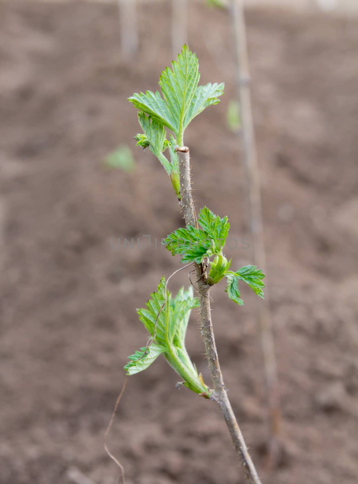 Young leaves of a raspberry