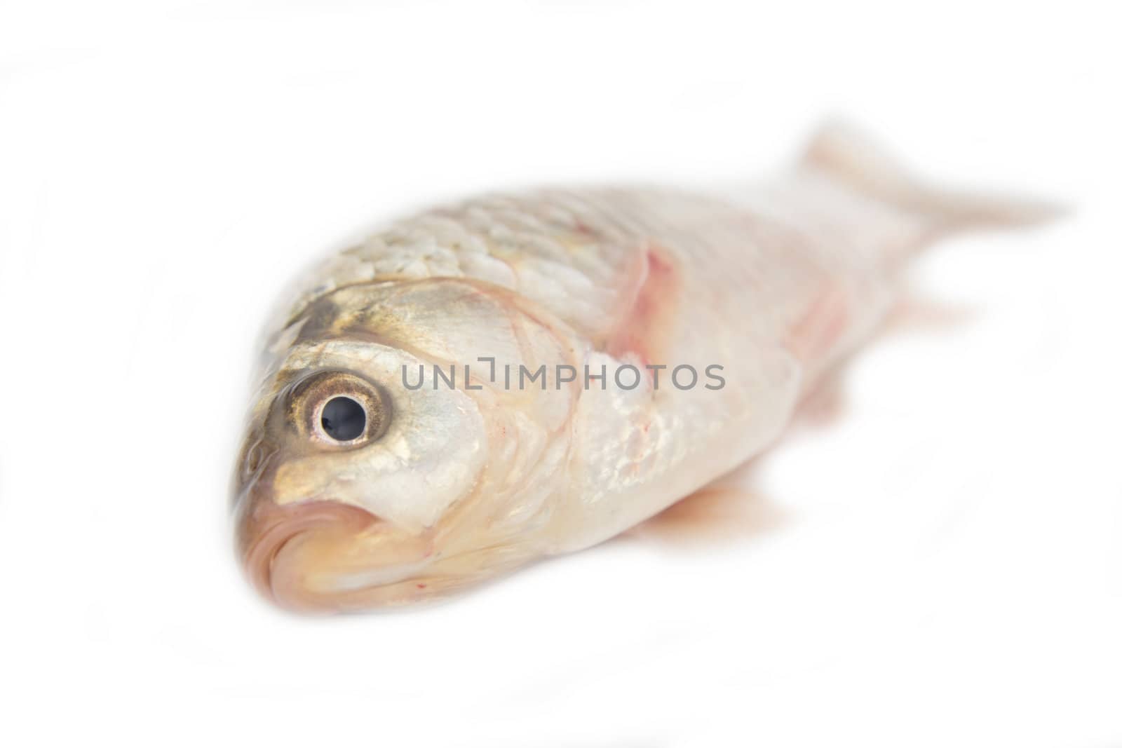 crucian carp on white background 