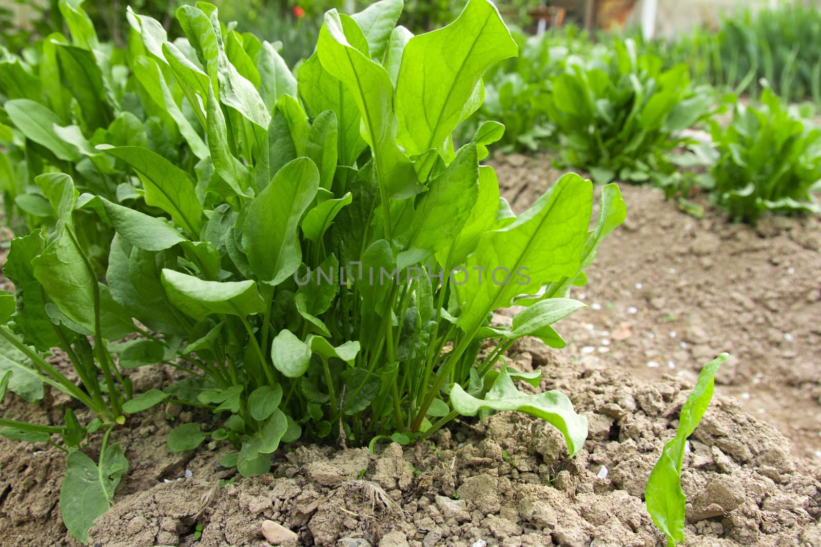 Beautiful fresh leaves of a sorrel