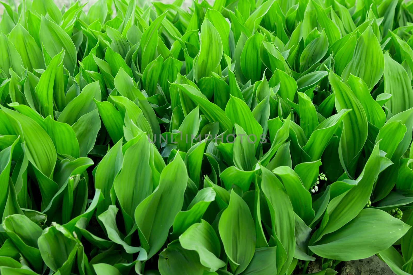 Beautiful background of green leaves
