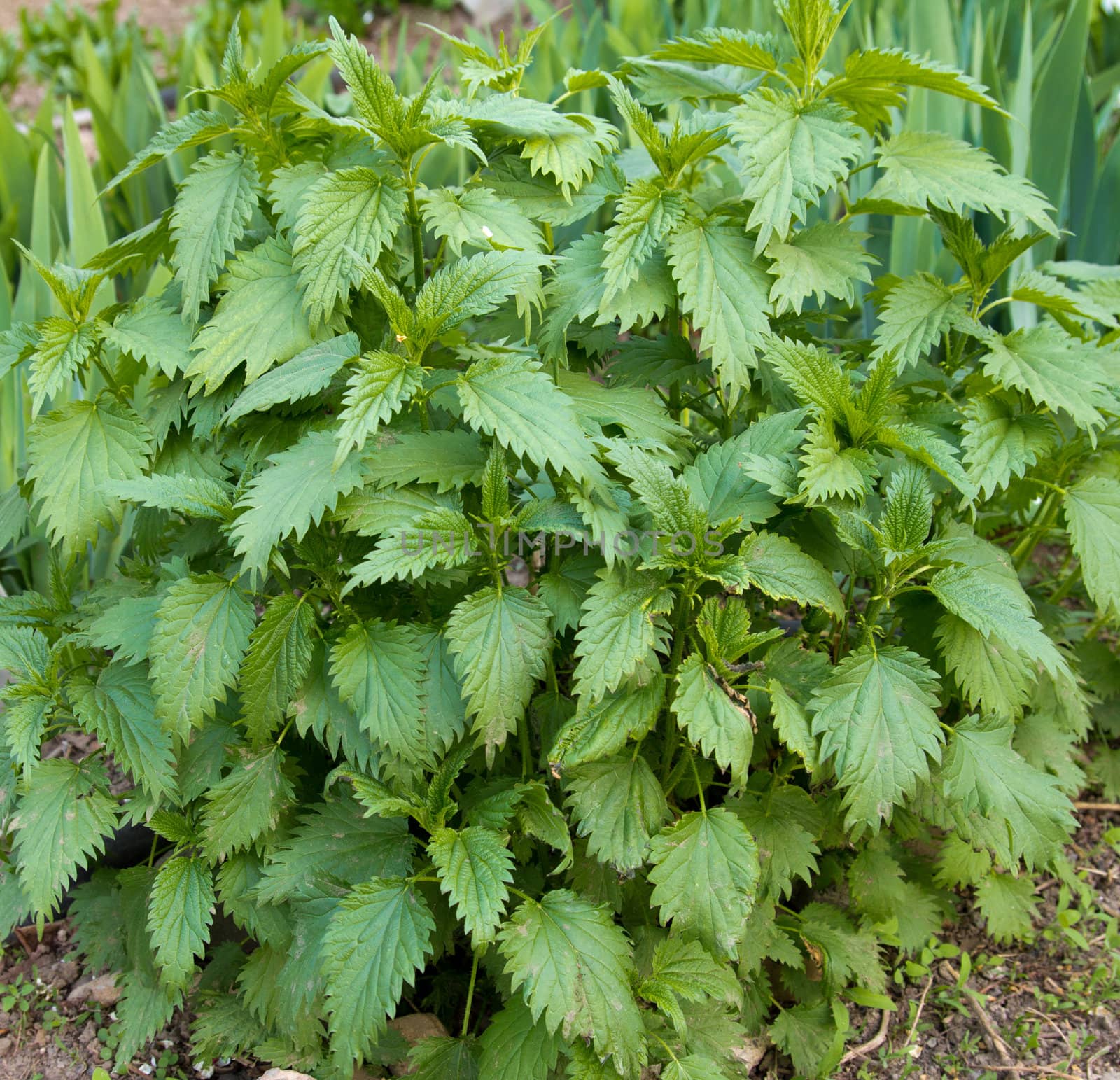 Beautiful fresh leaves of a nettle