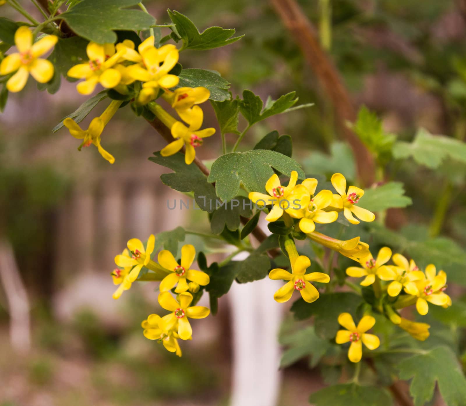 Beautiful yellow florets on the nature