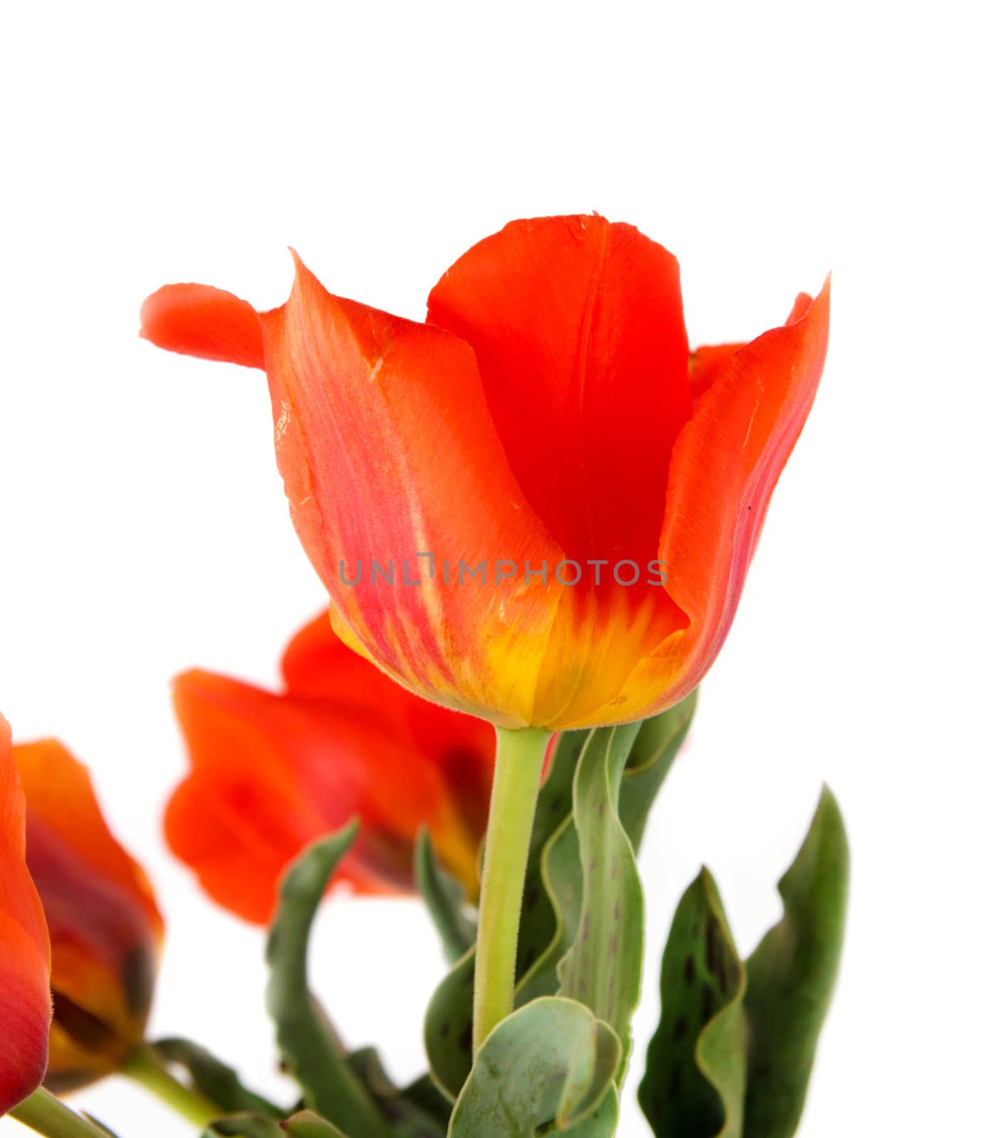 wild Tulip red on a white background