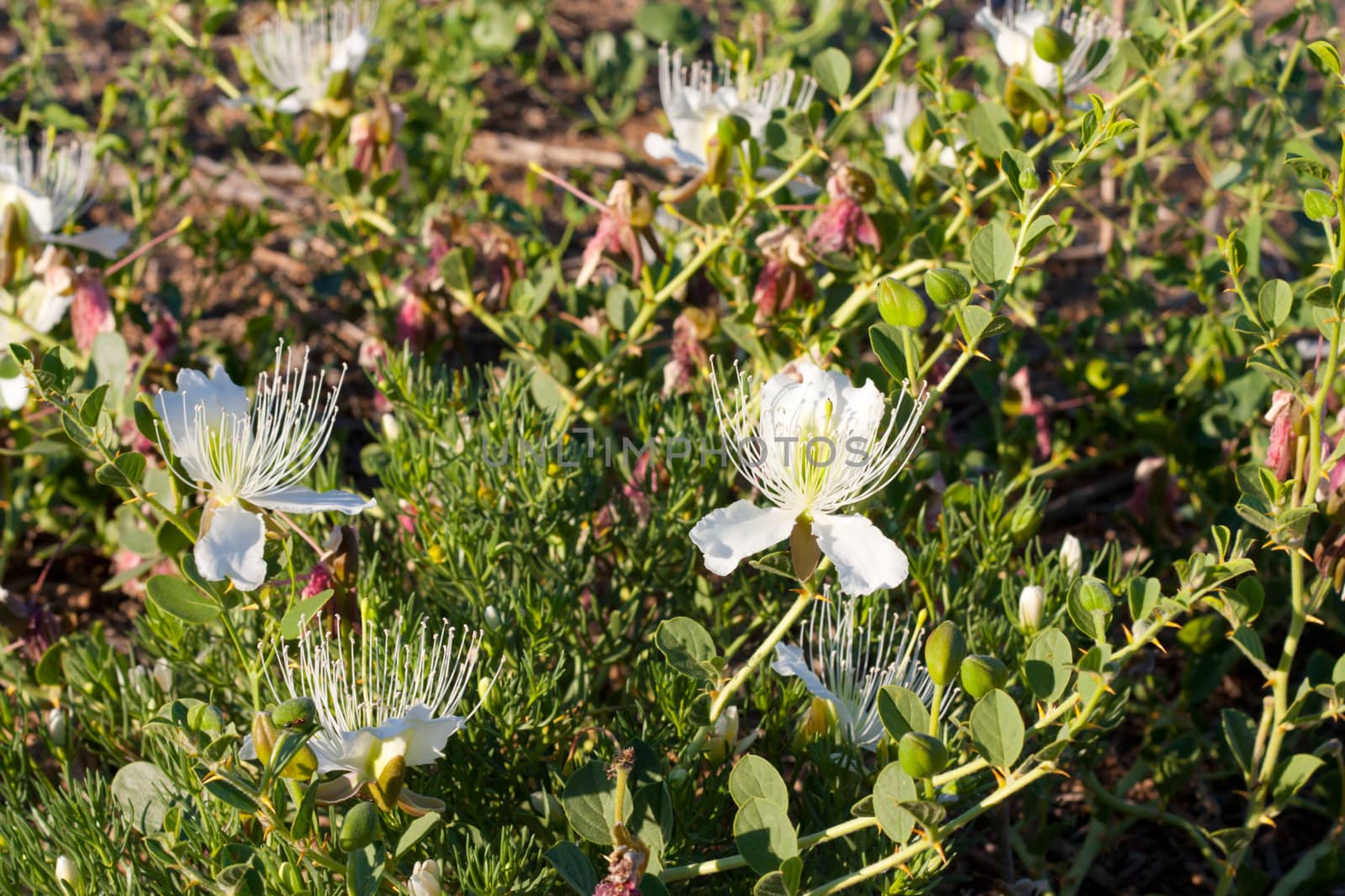 white thorn flower