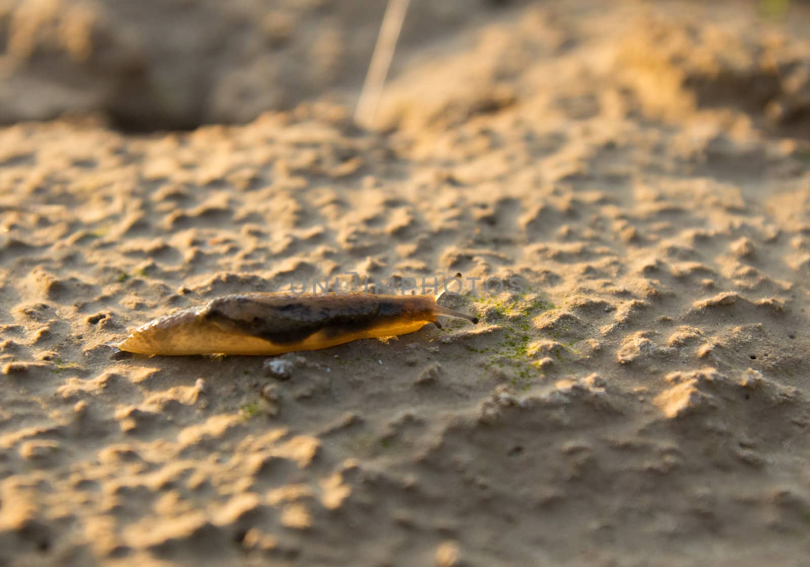 Snail on the nature in the evening. macro