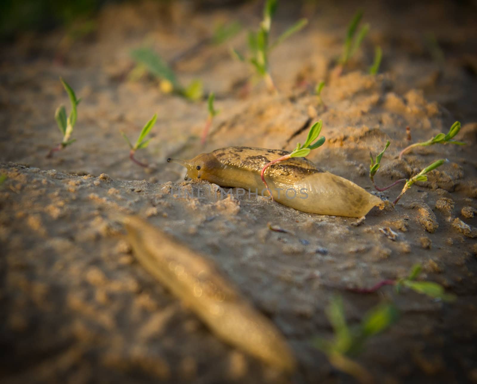Snail on the nature in the evening. macro