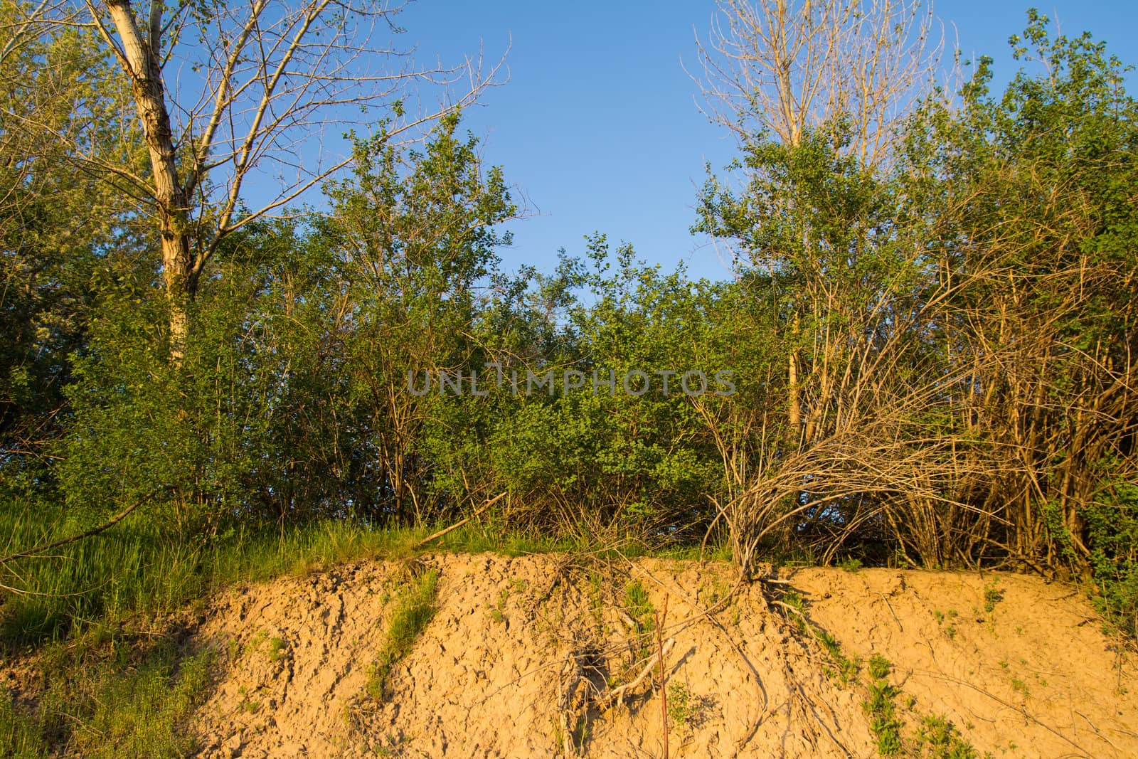 Trees on a hill in the spring in evening beams of the sun