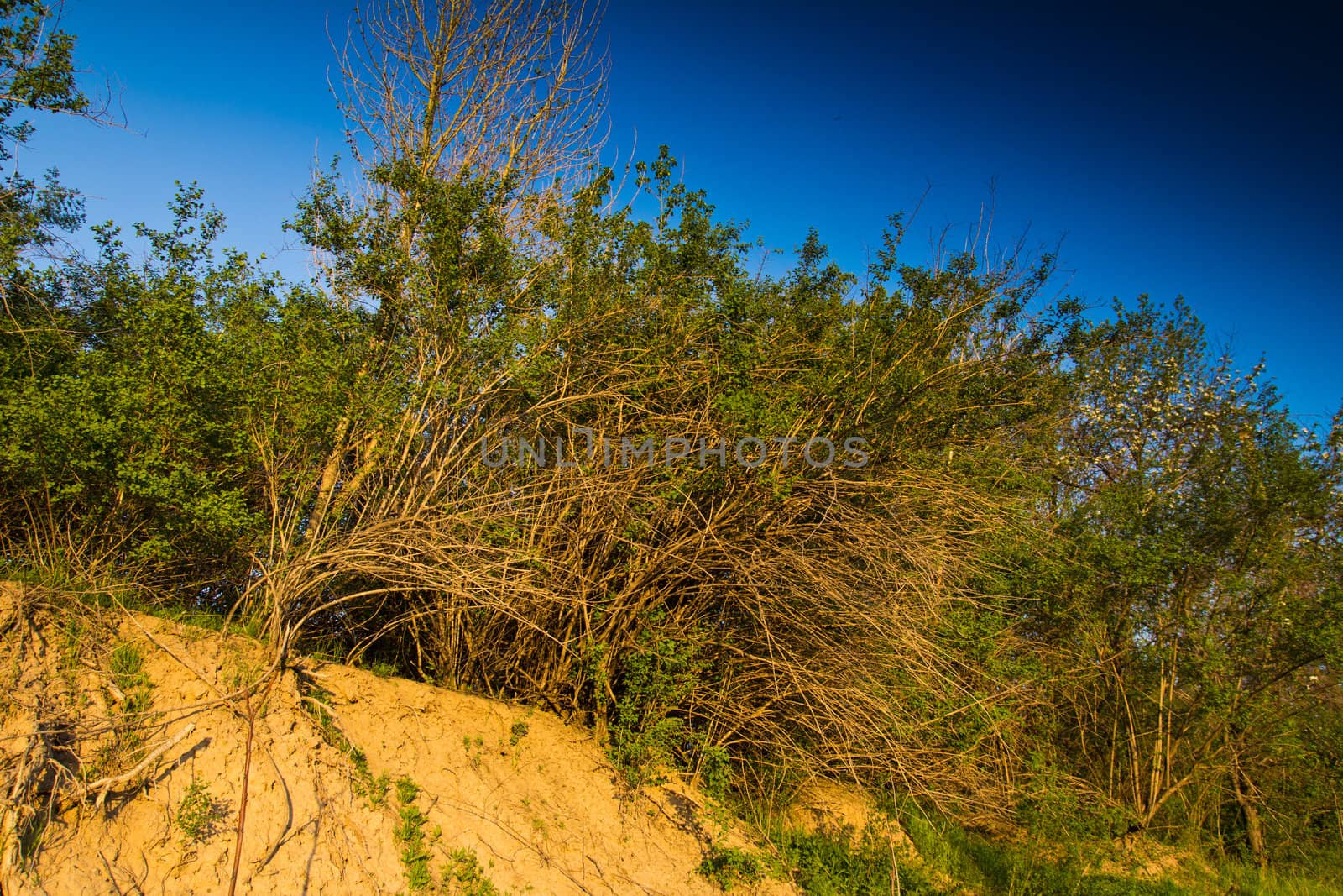 Trees on a hill in the spring in evening beams of the sun