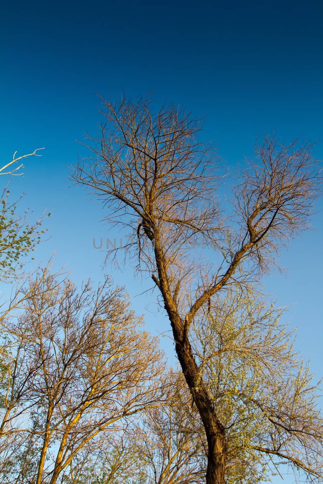 Dry tree in beams of the evening sun by schankz