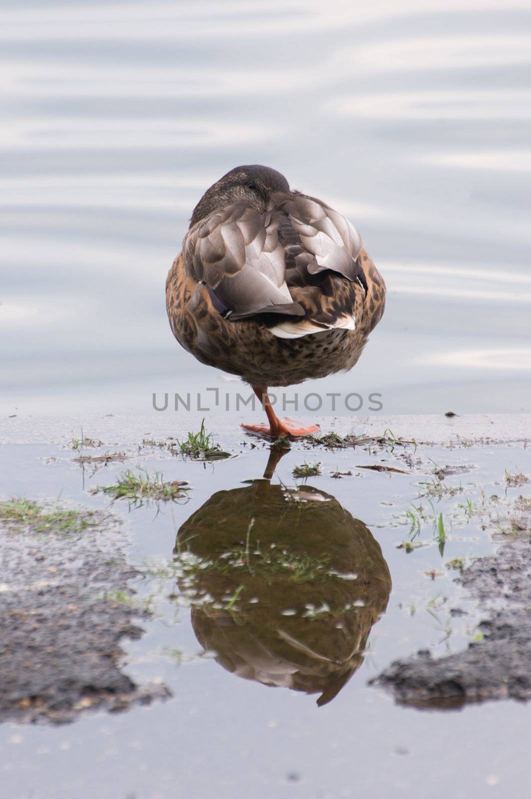 duck in a park