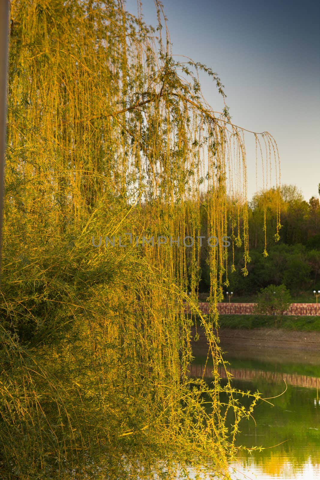 Blossoming willow over lake in beams of the evening sun