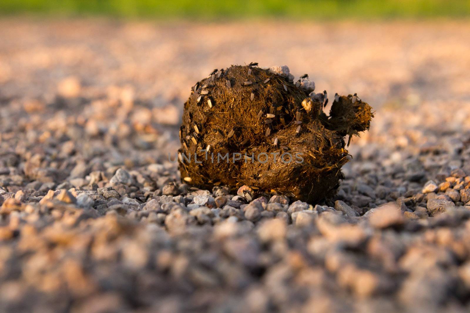 Manure of a horse with flies on the nature