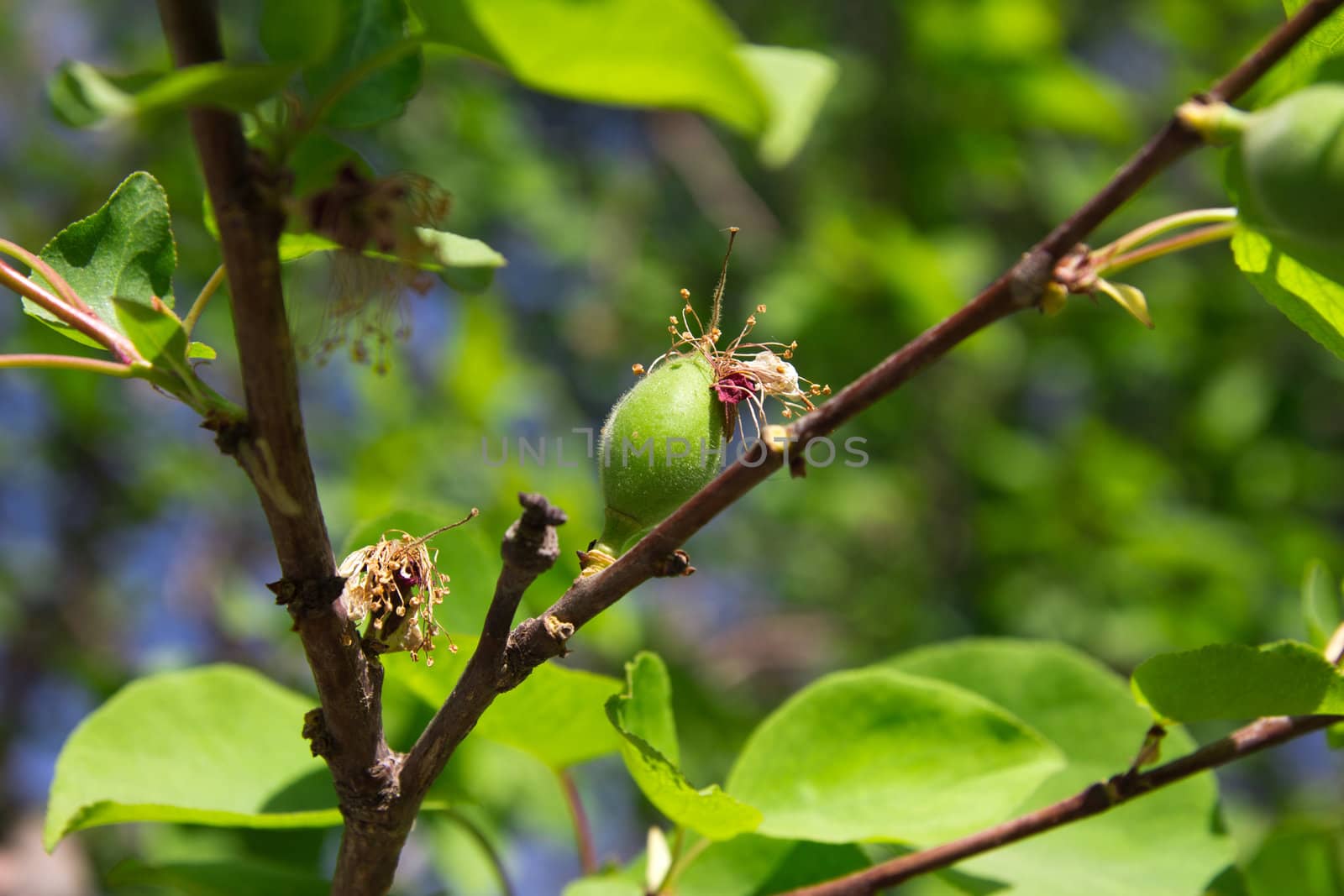 Green apricots on tree