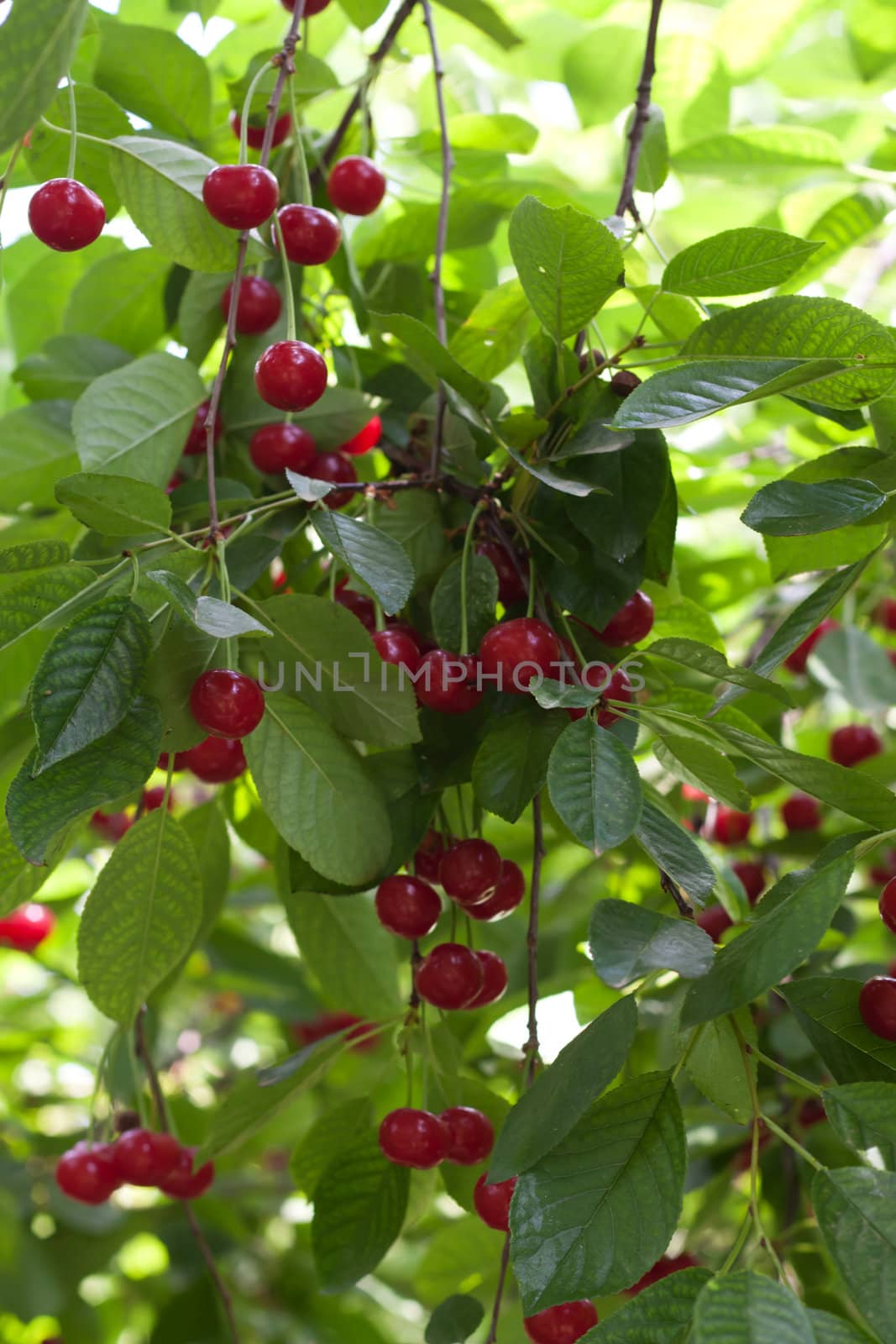 fresh cherries on the tree