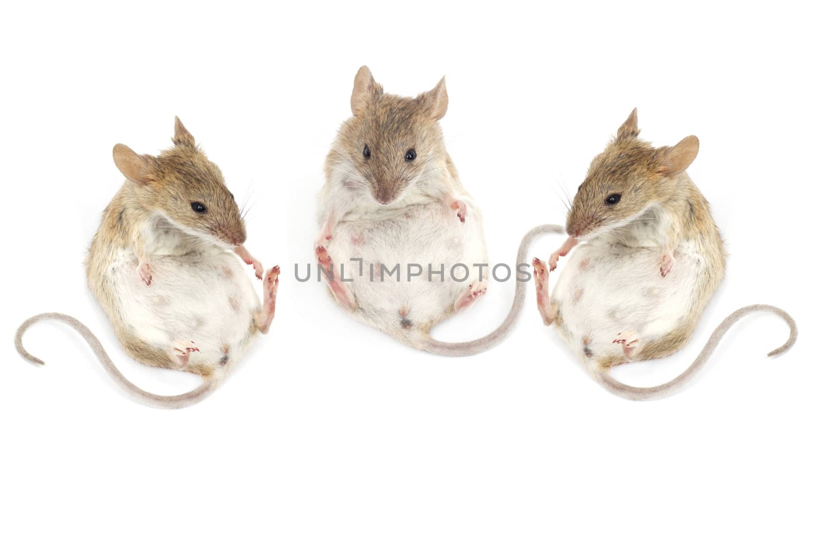 three mouse sitting on a white background