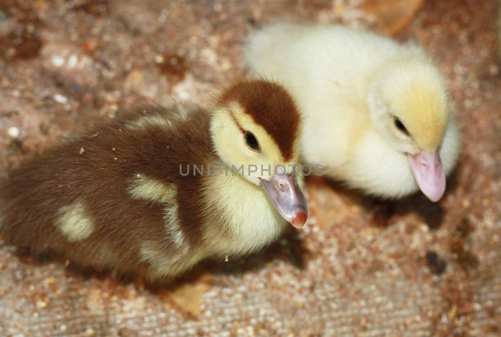 Ducklings 