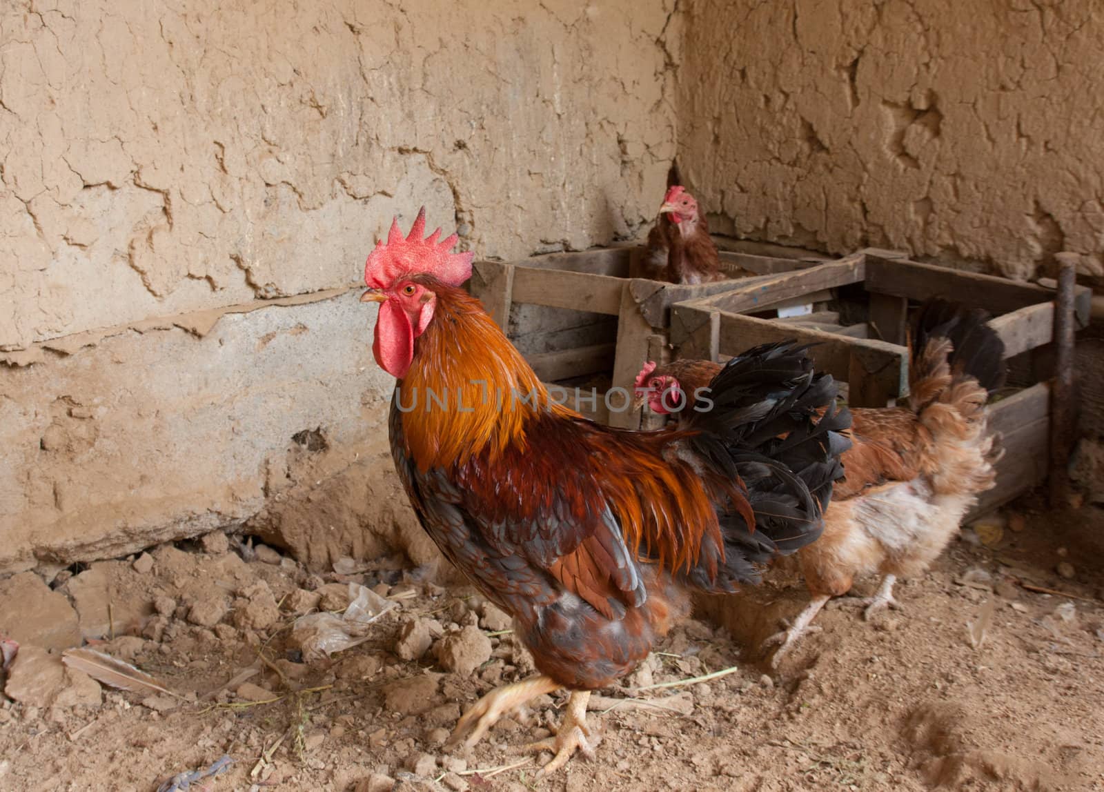 Chickens and rooster in henhouse on country farm 