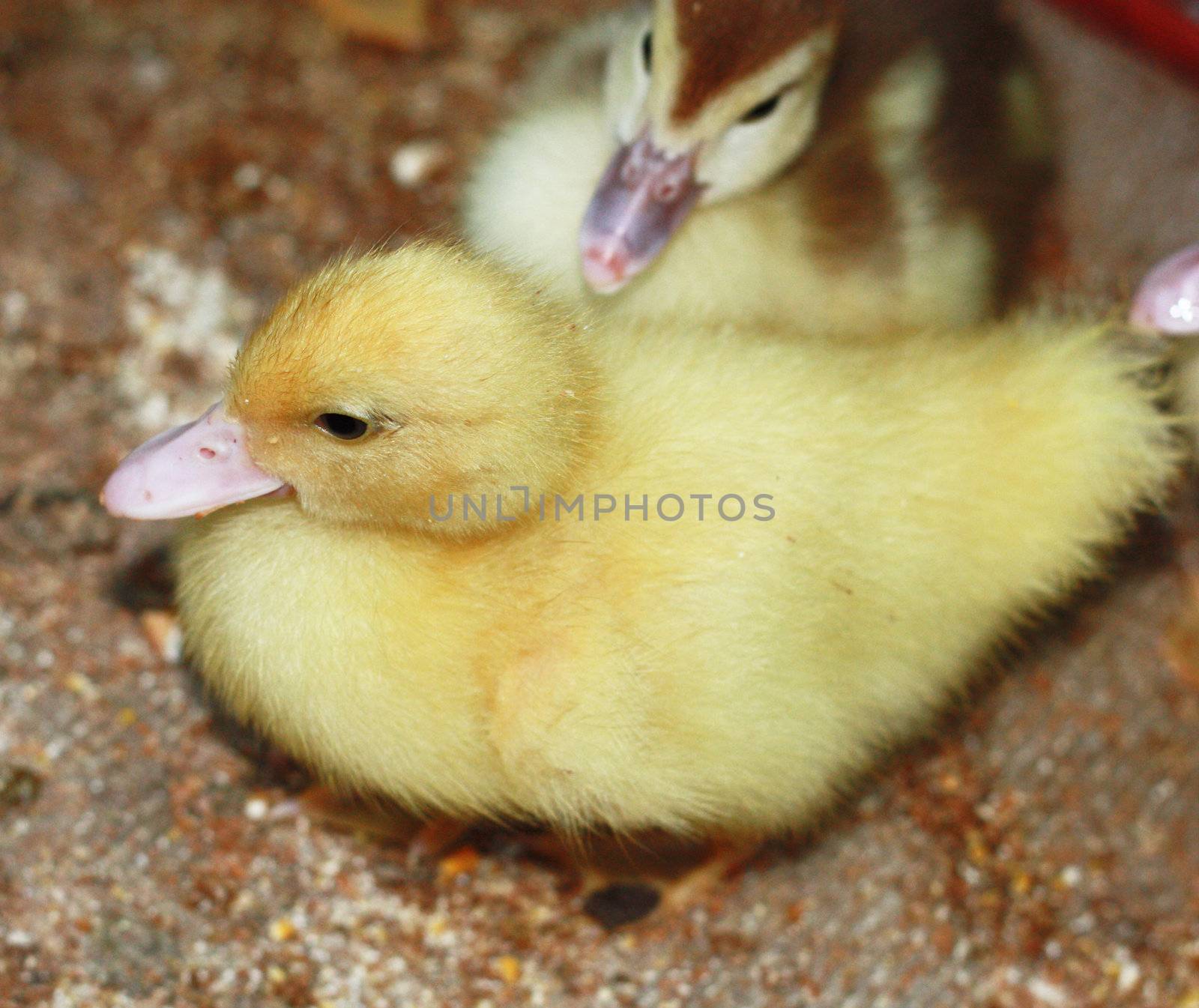 yellow feathery duckling by schankz