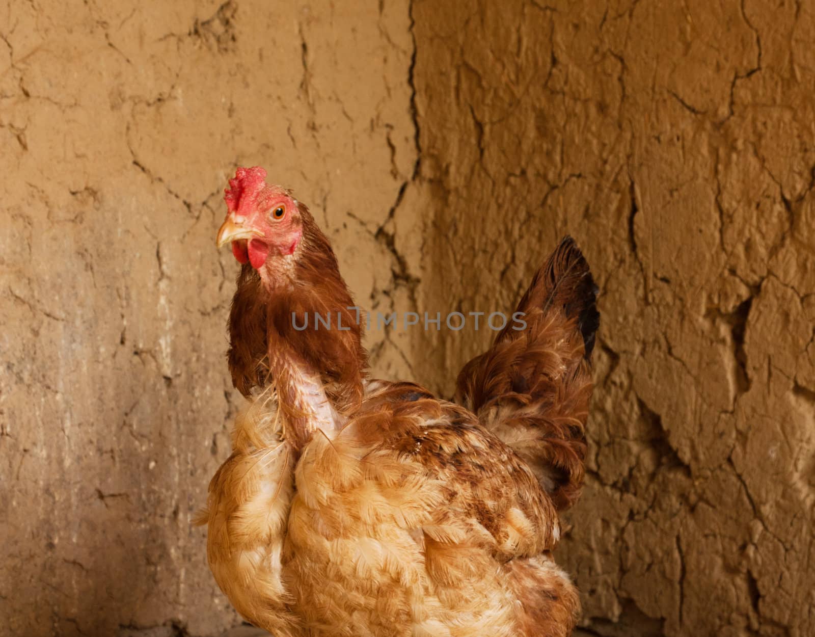 portrait of a chicken by schankz