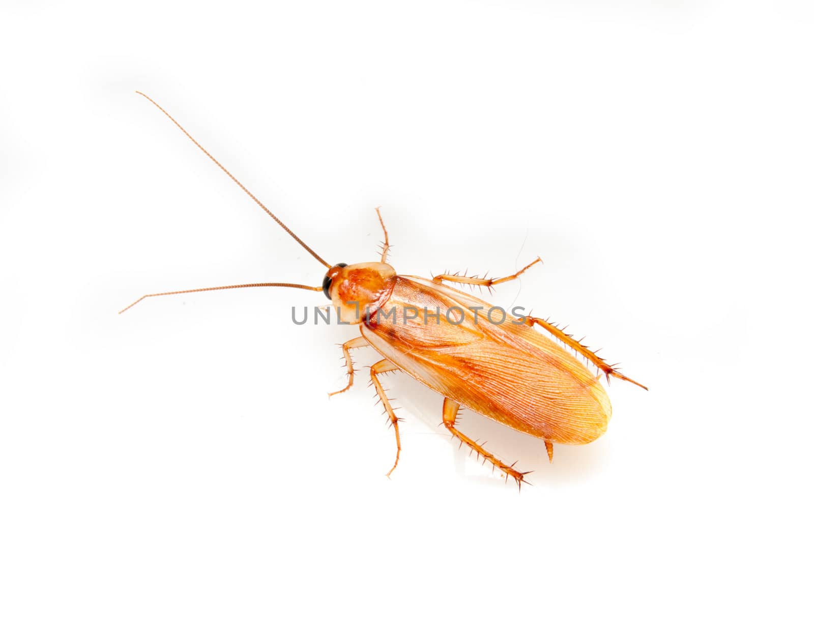 cockroach on a white background