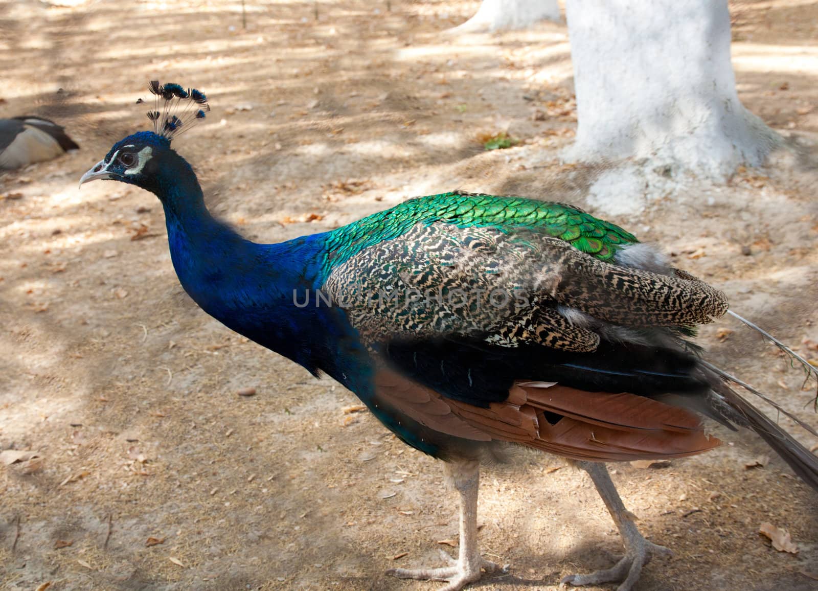 peacock  