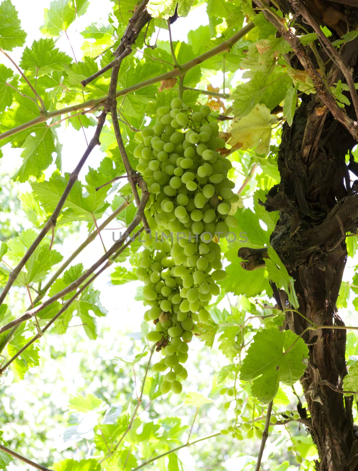 Green grapes on vine  by schankz