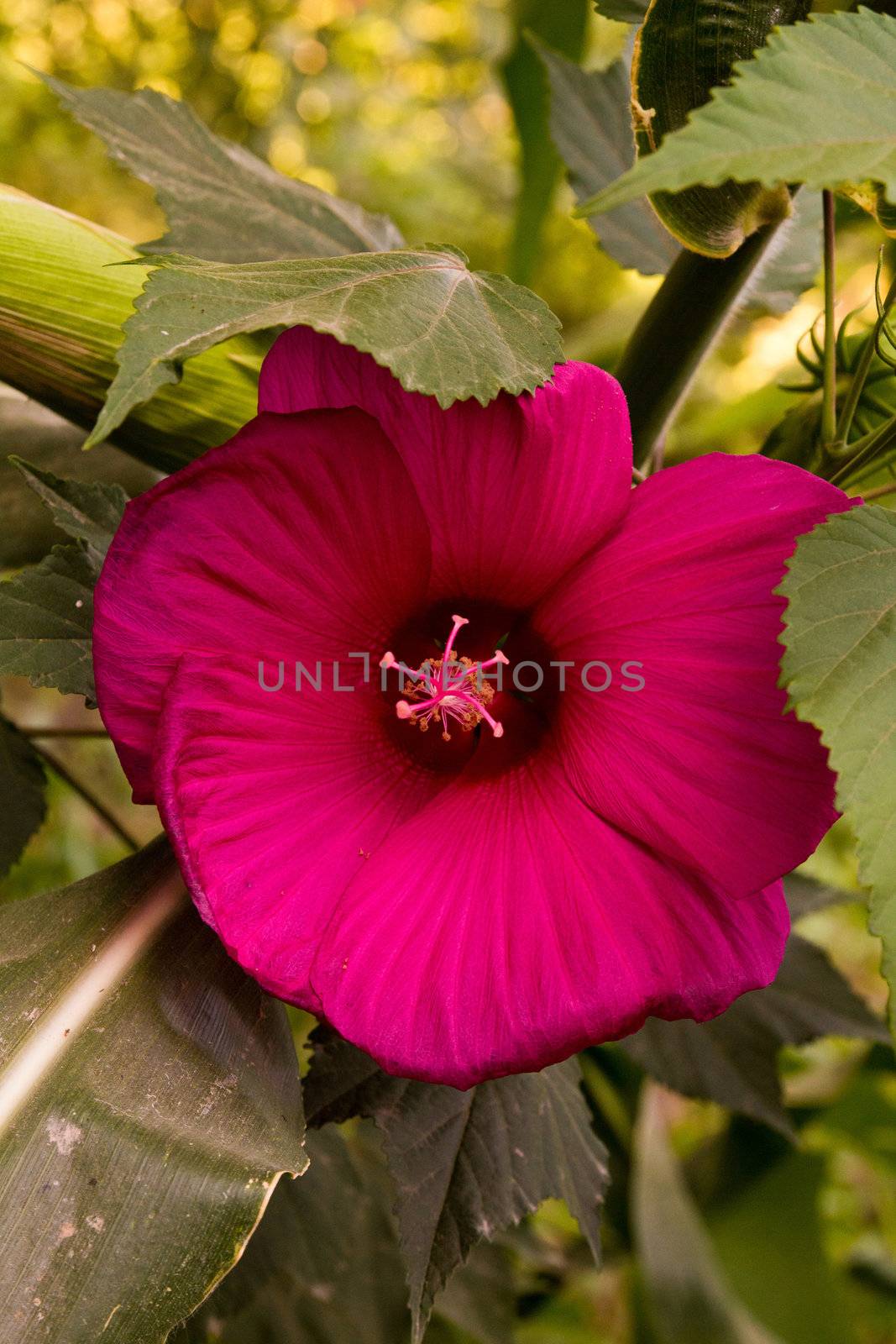 Beautiful flower on the nature