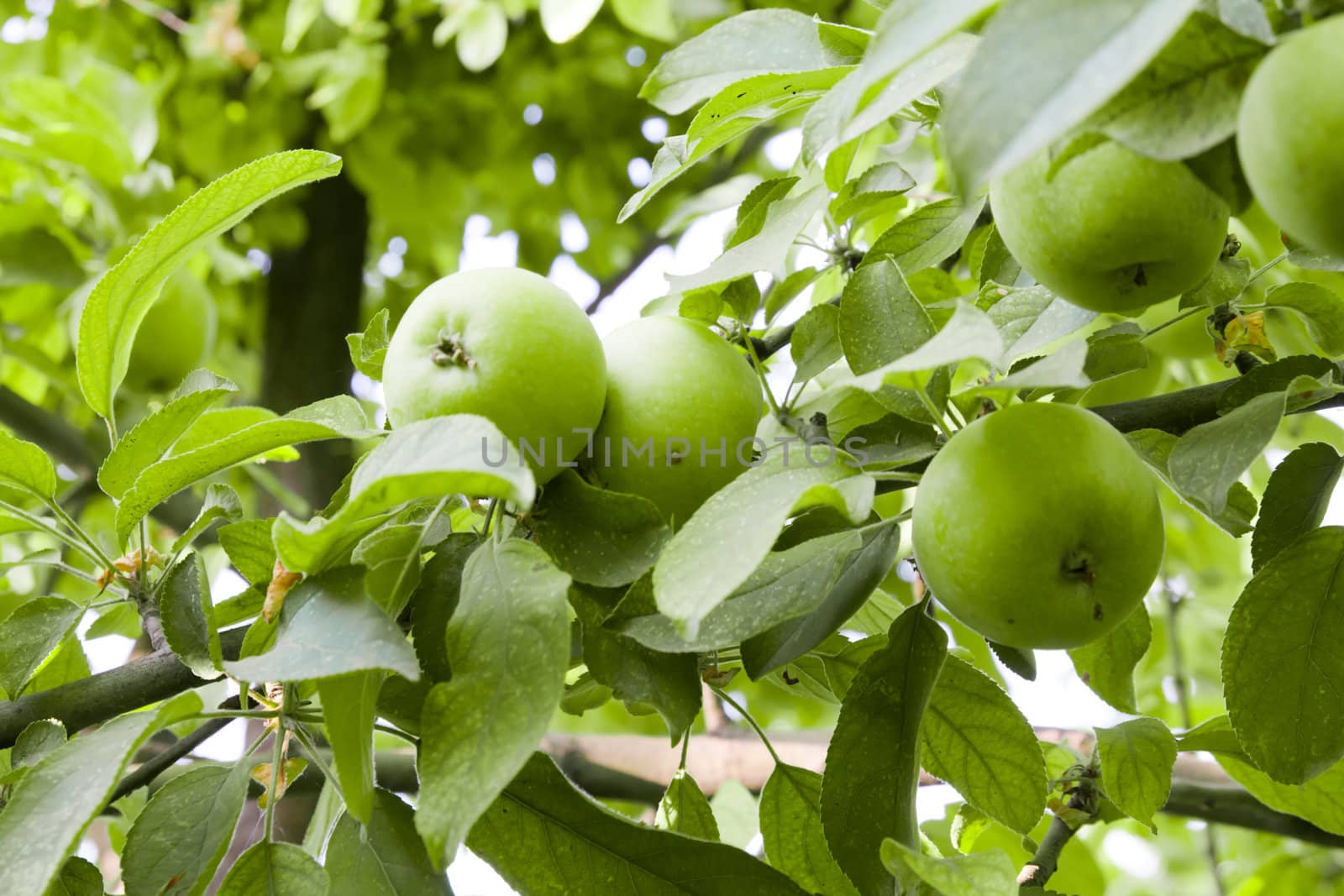 green apple on a tree