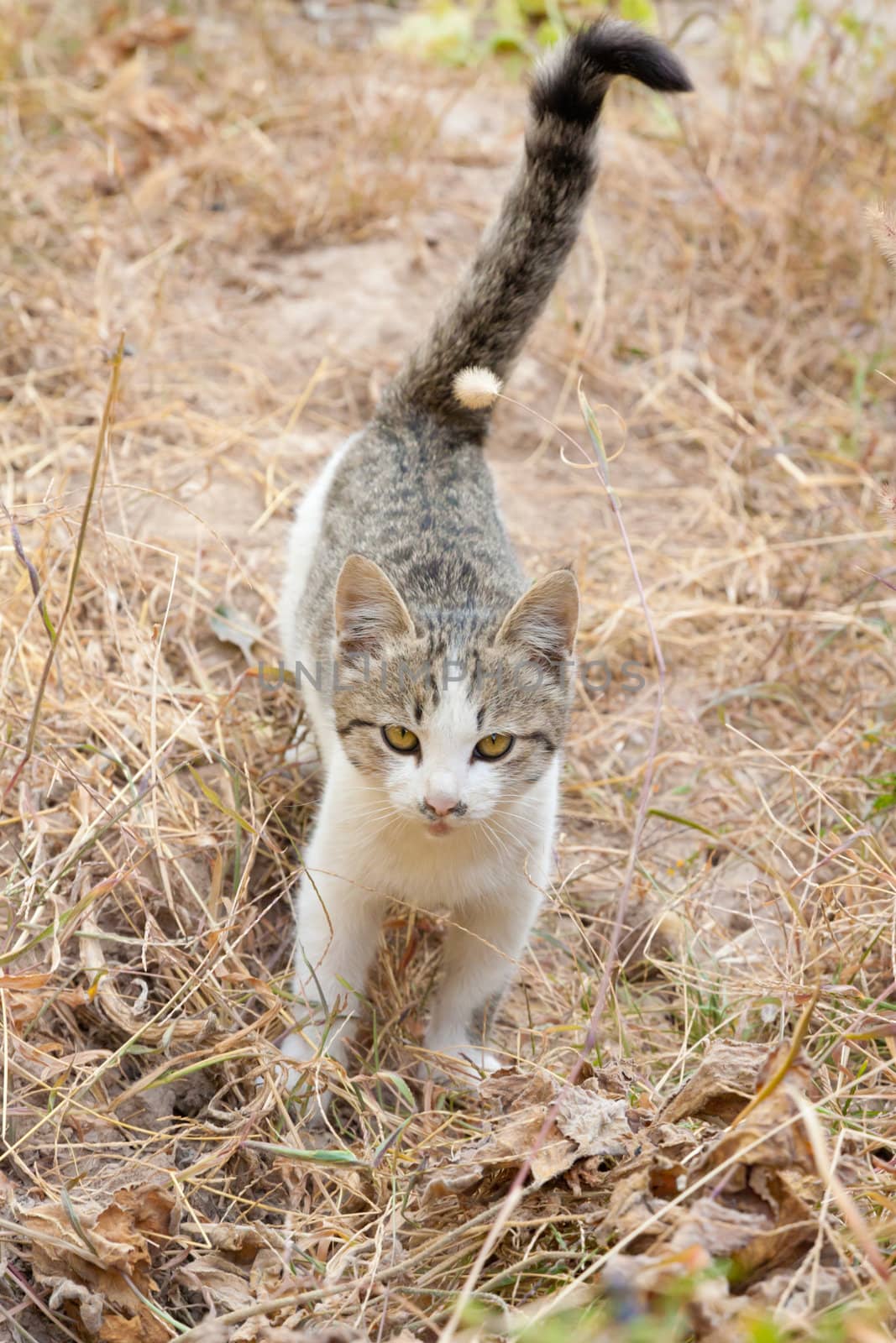 Cat on the nature by schankz