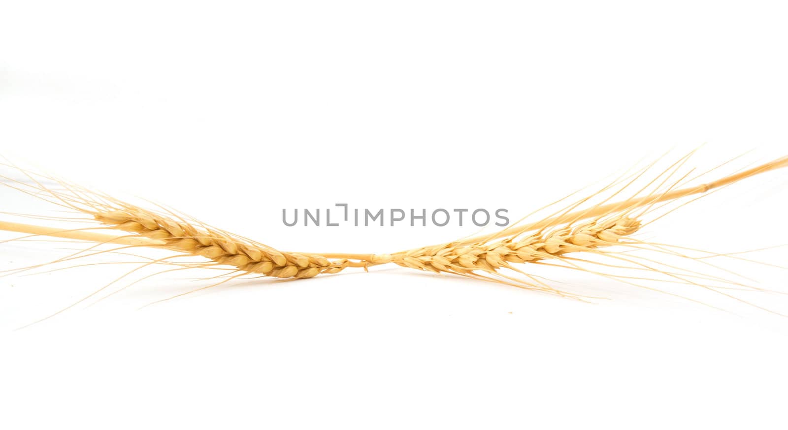 Wheat ears on a white background