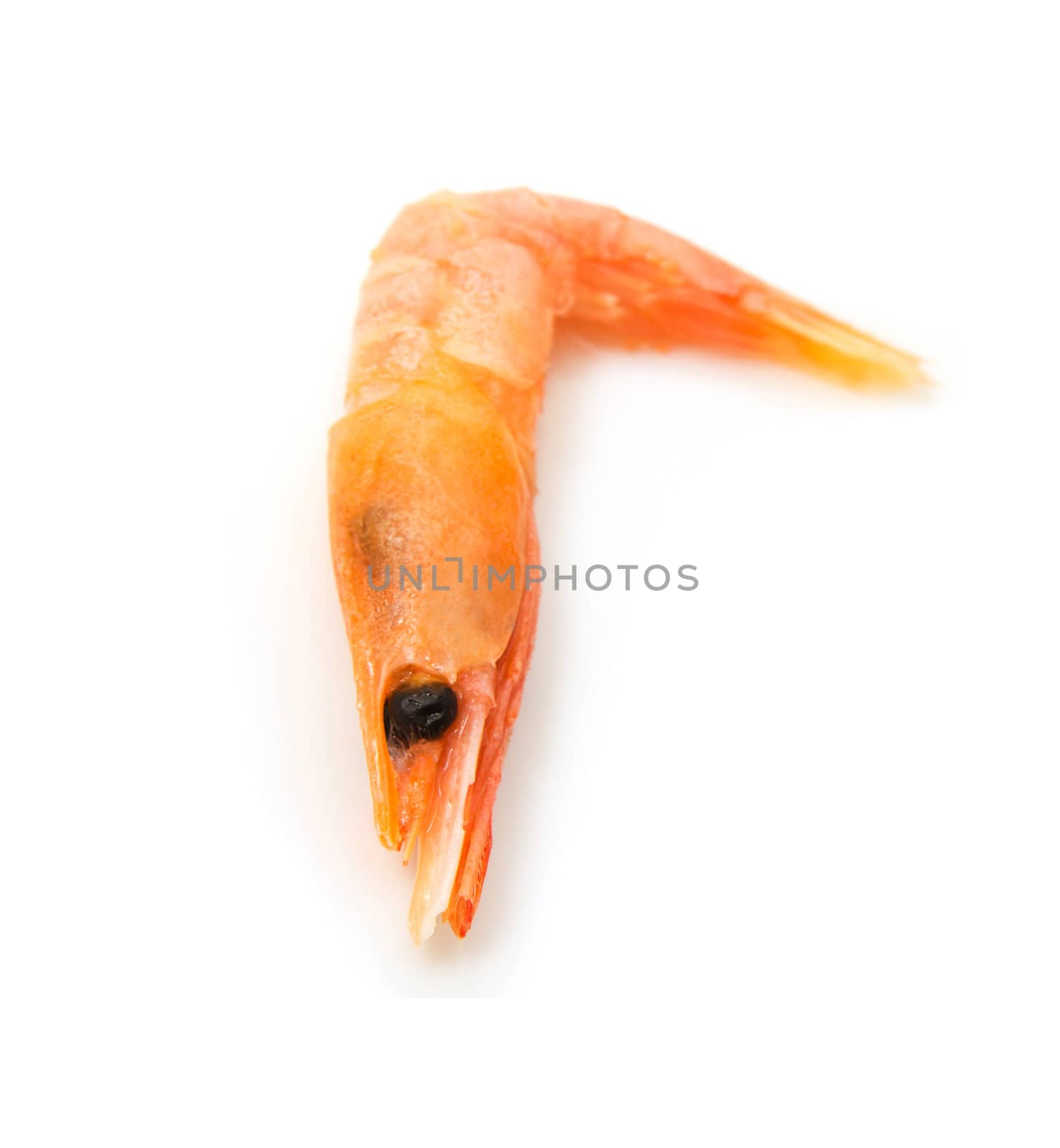 Red frozen shrimp on a white background