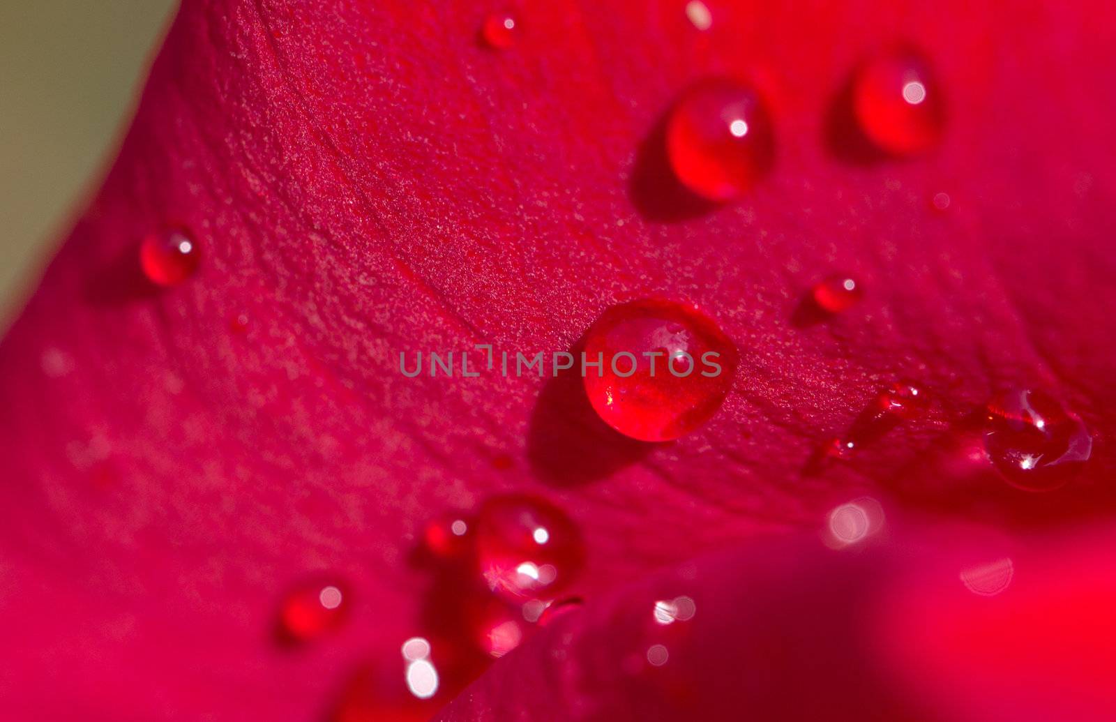 water drops on a red rose. macro by schankz