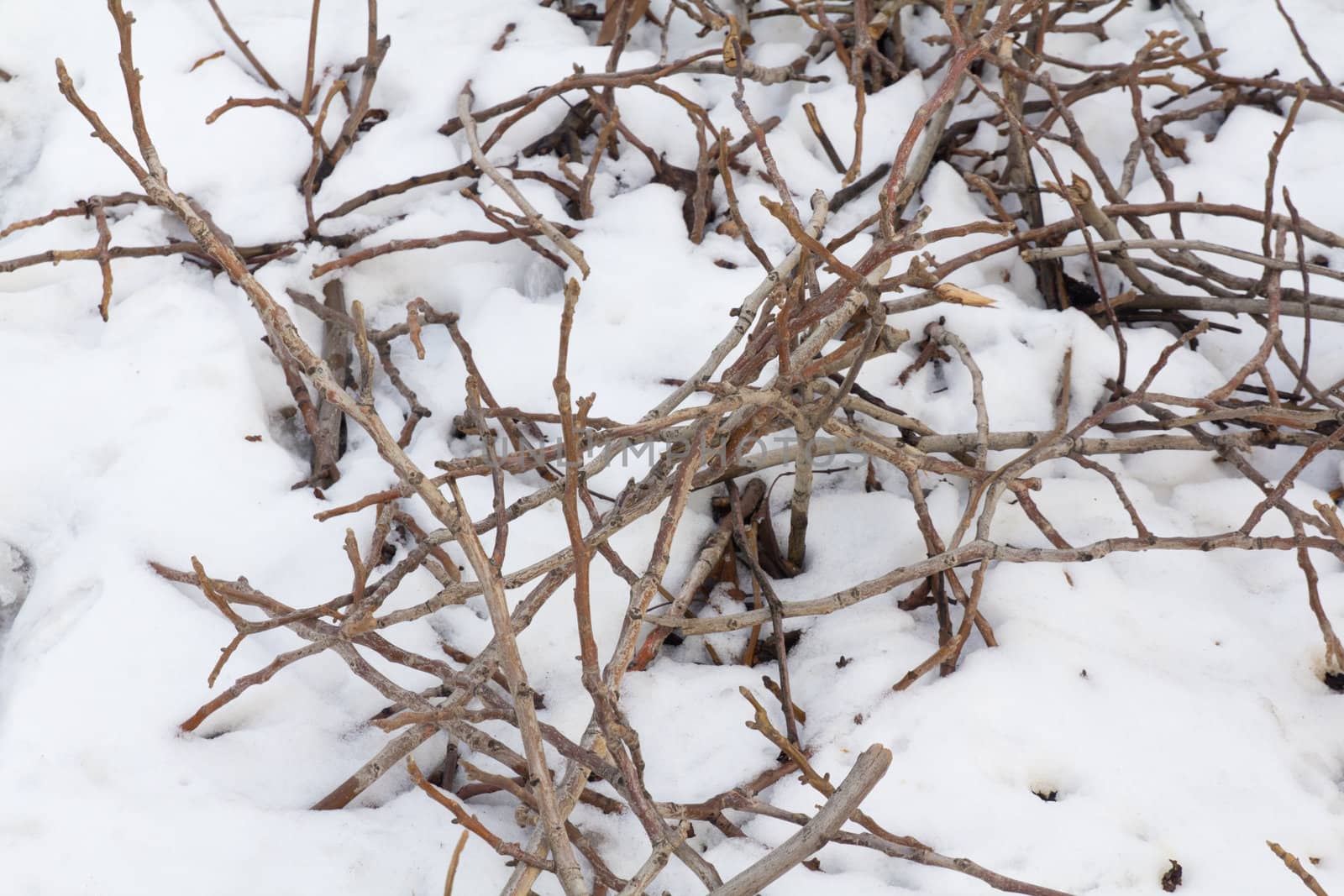 branches in snow as the background