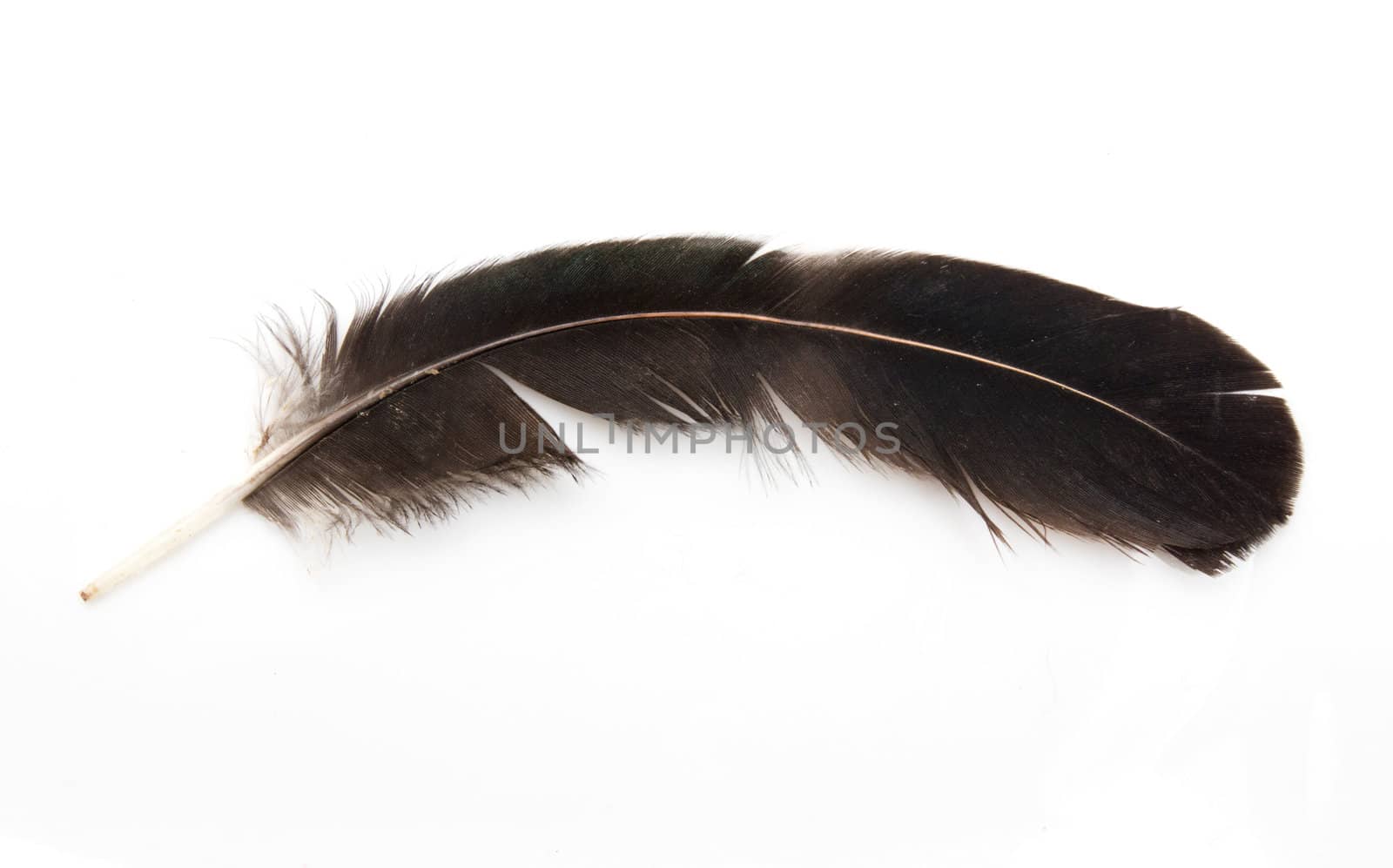 Bird feather isolated on white background  by schankz