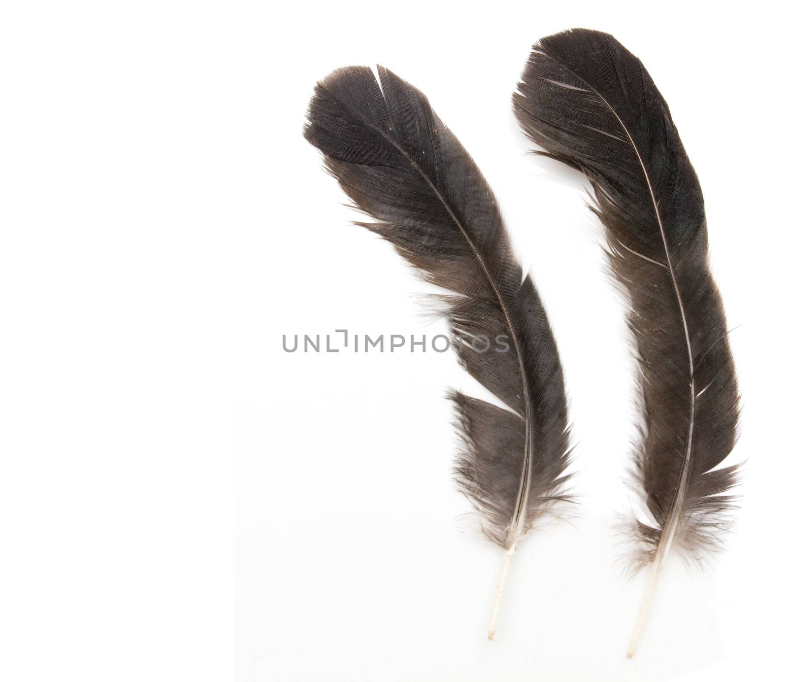 Two raven feathers on white background  by schankz