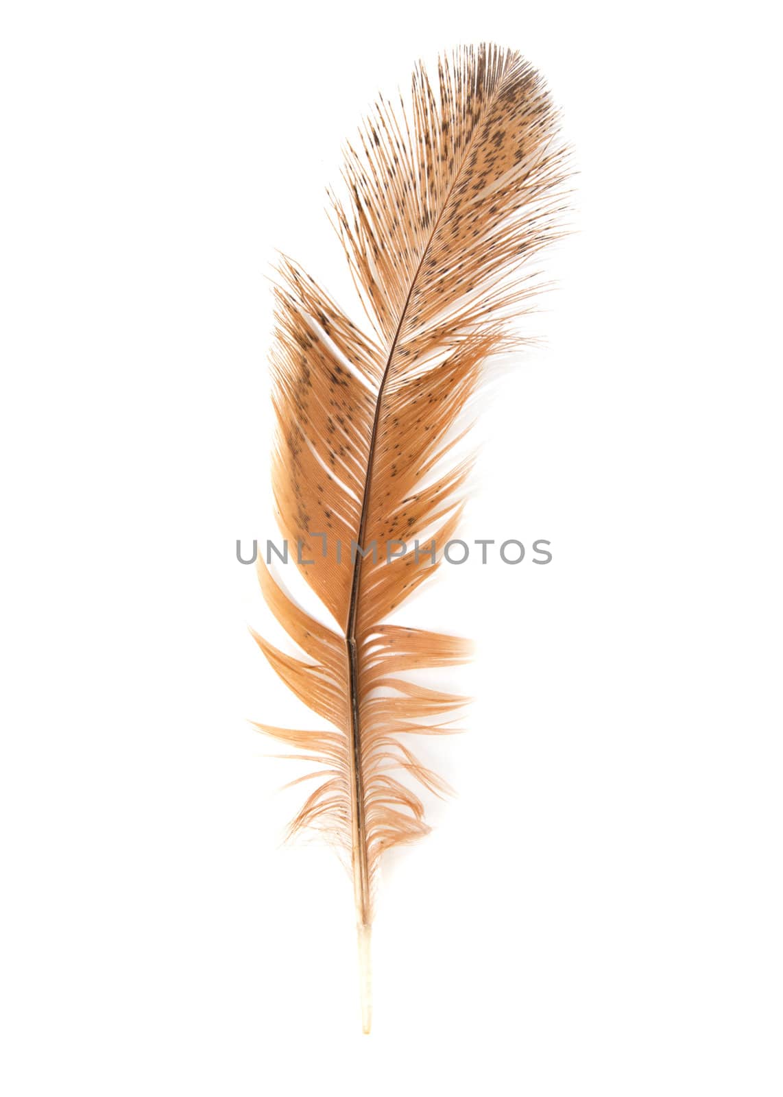 golden feather on a white background