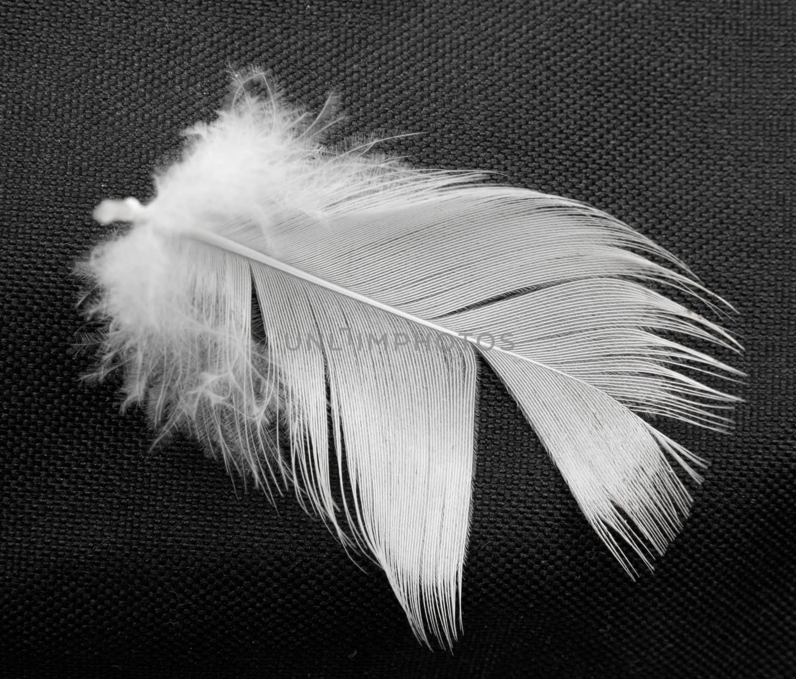  feather of a bird on a black background by schankz