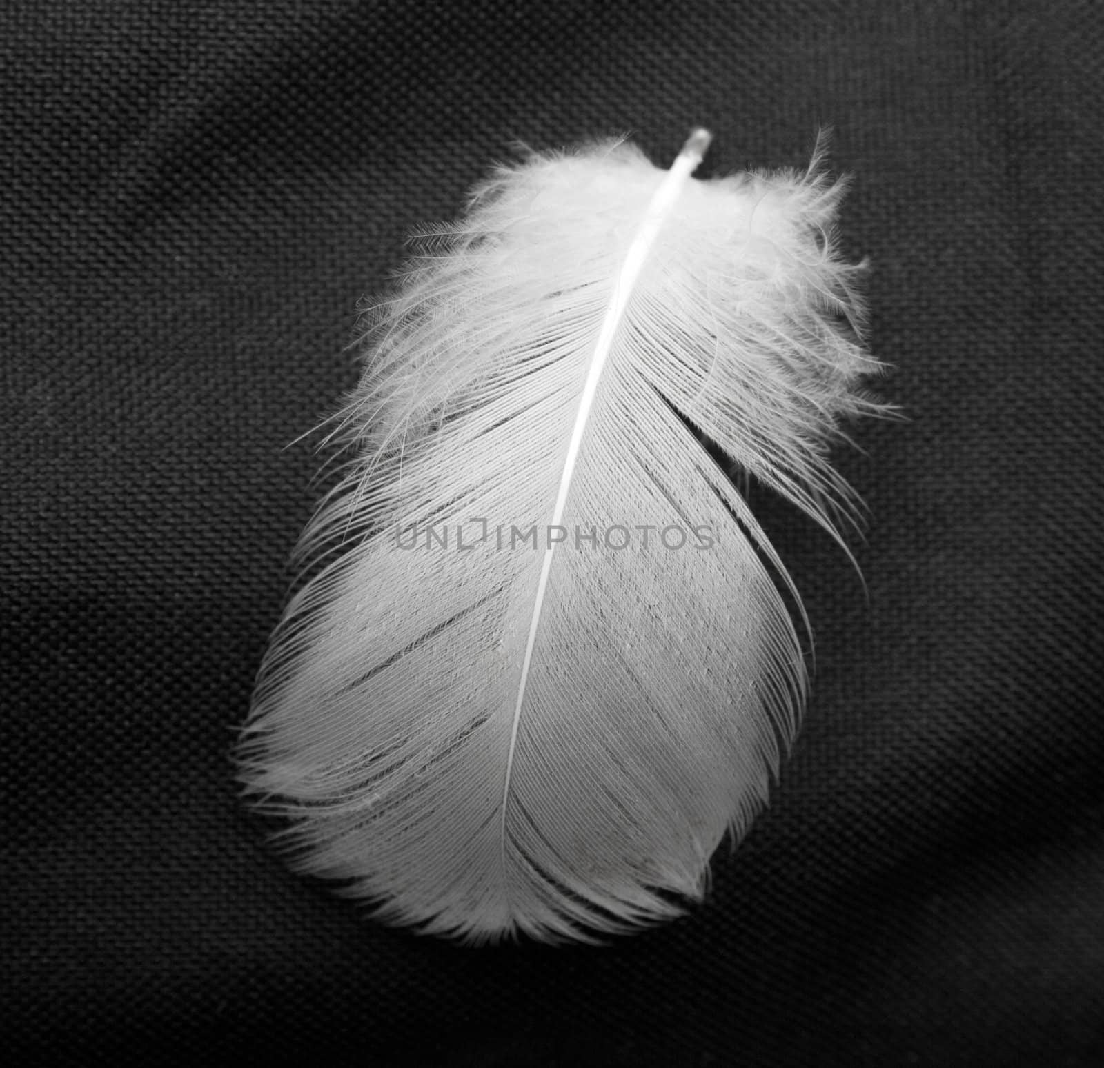  feather of a bird on a black background by schankz