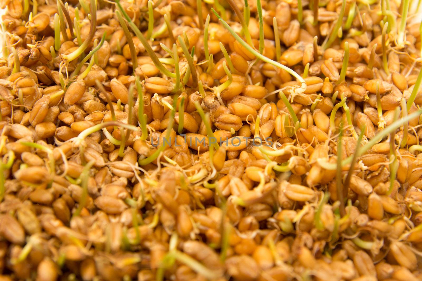 sprouted wheat as the background by schankz