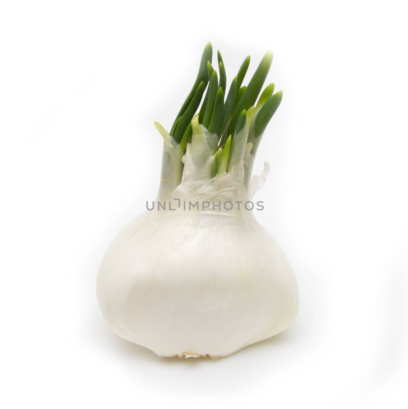 peeled onion on a white background