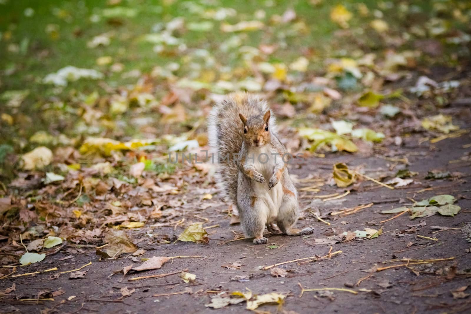 Squirrel standing in the forest and looking at the camera