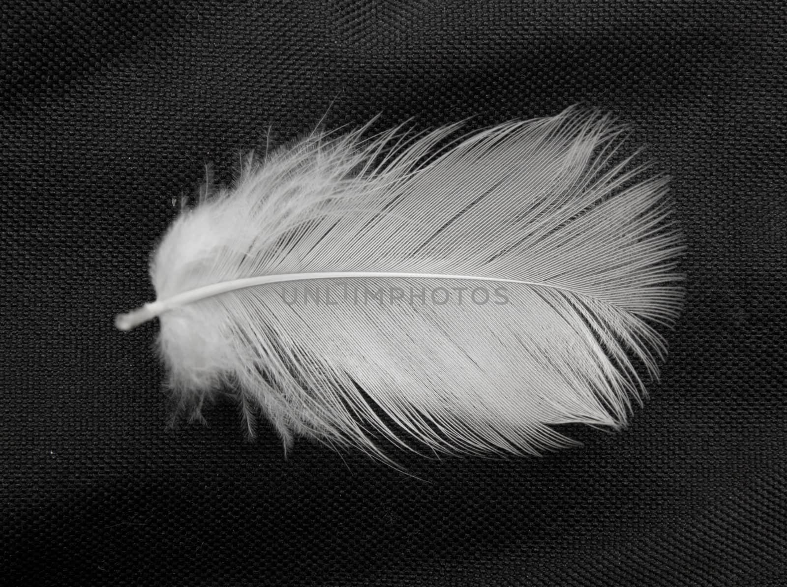  feather of a bird on a black background by schankz