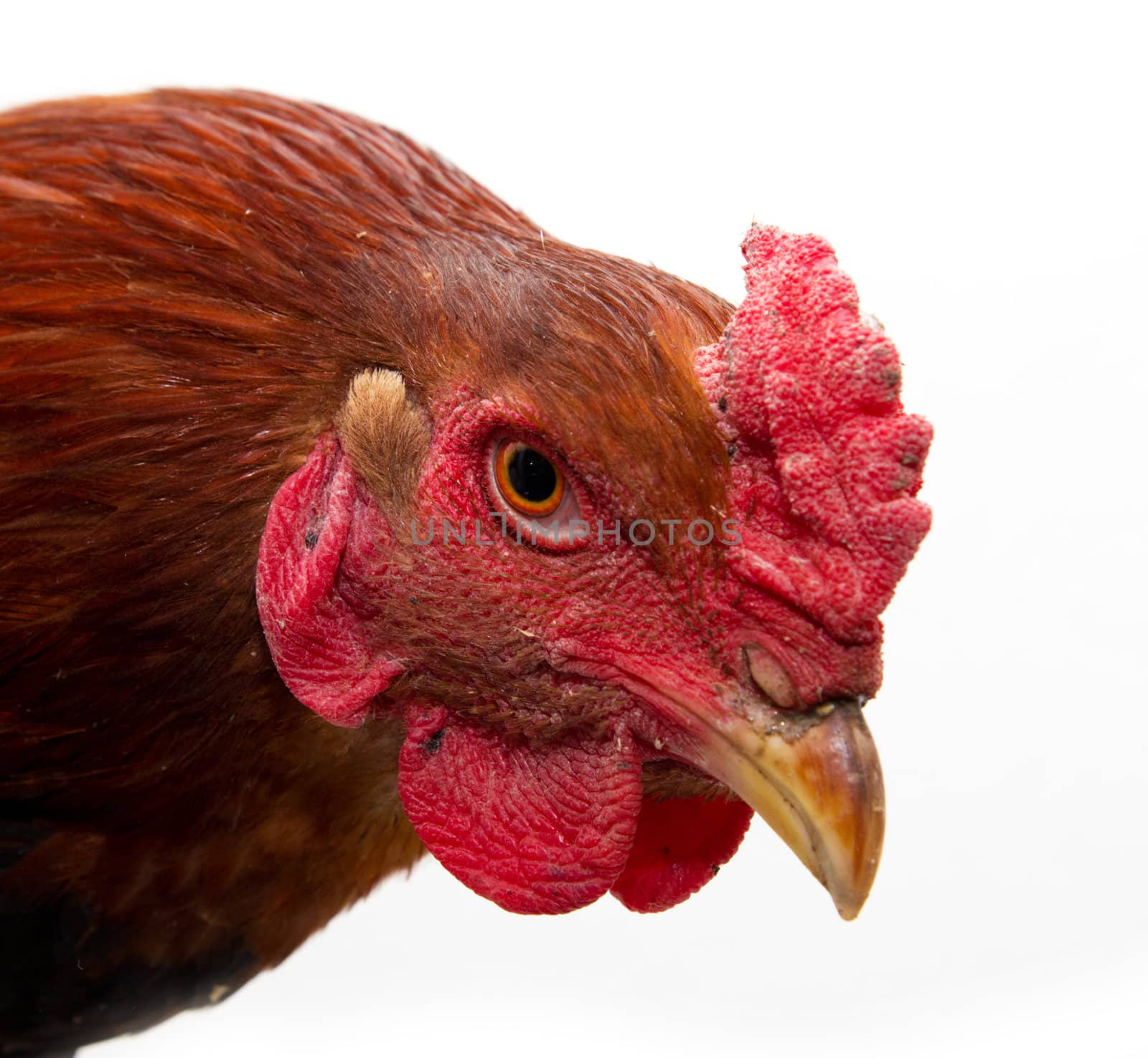 cock portrait on a white background